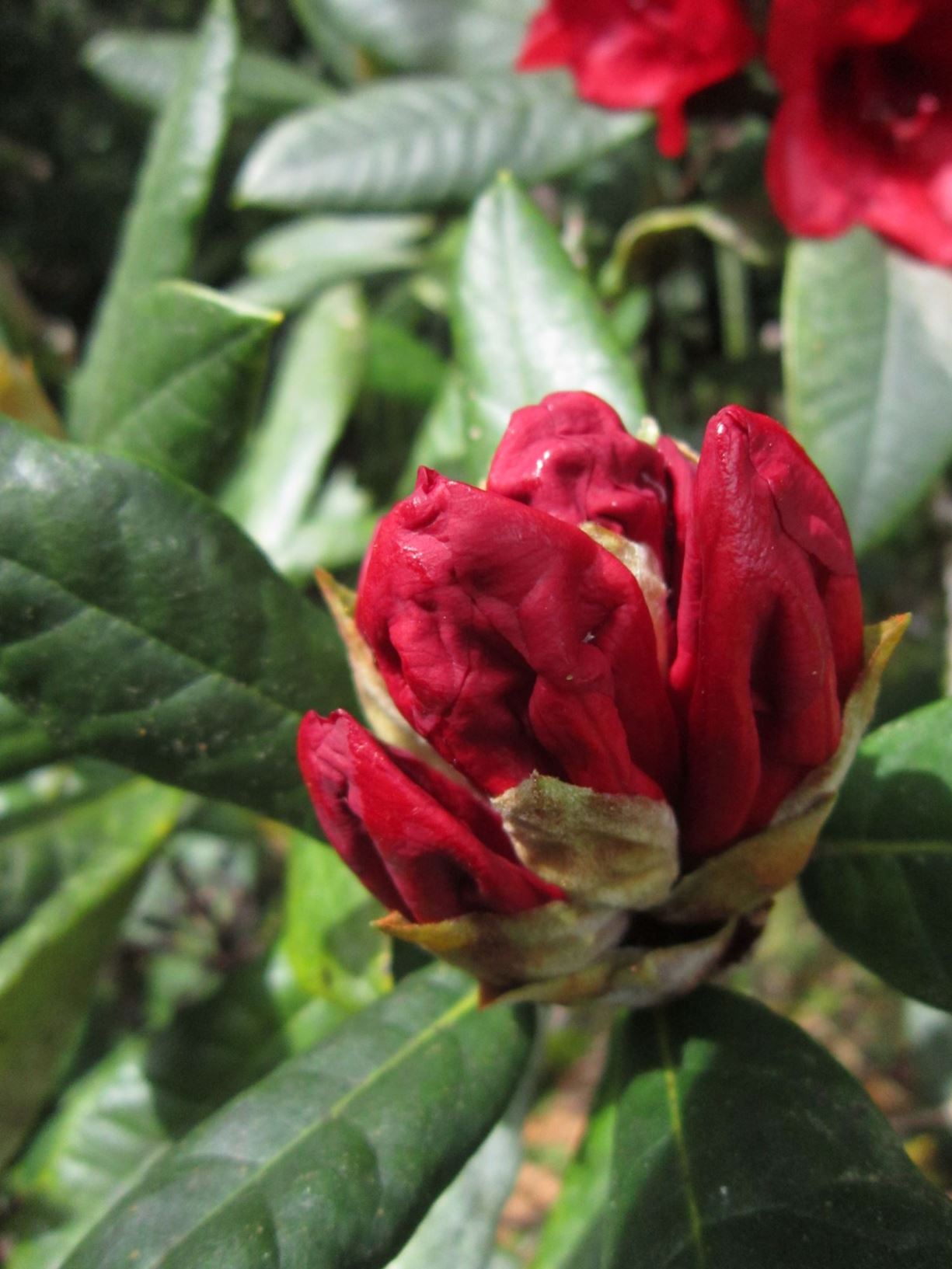 Rhododendron 'Red Velvet'