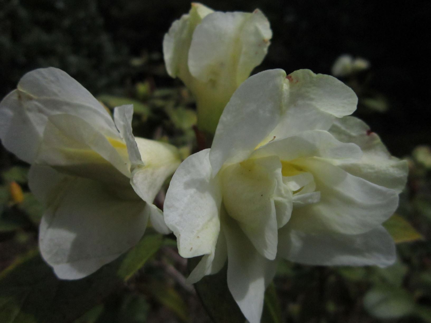 Rhododendron johnstoneanum 'Double Diamond'