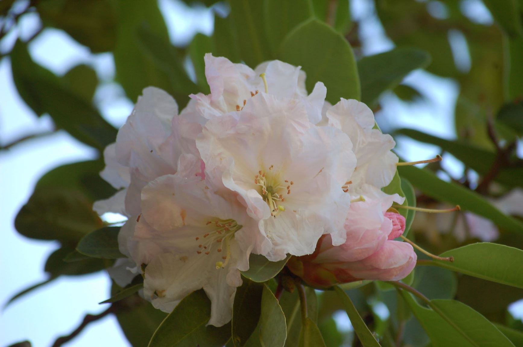 Rhododendron serotinum