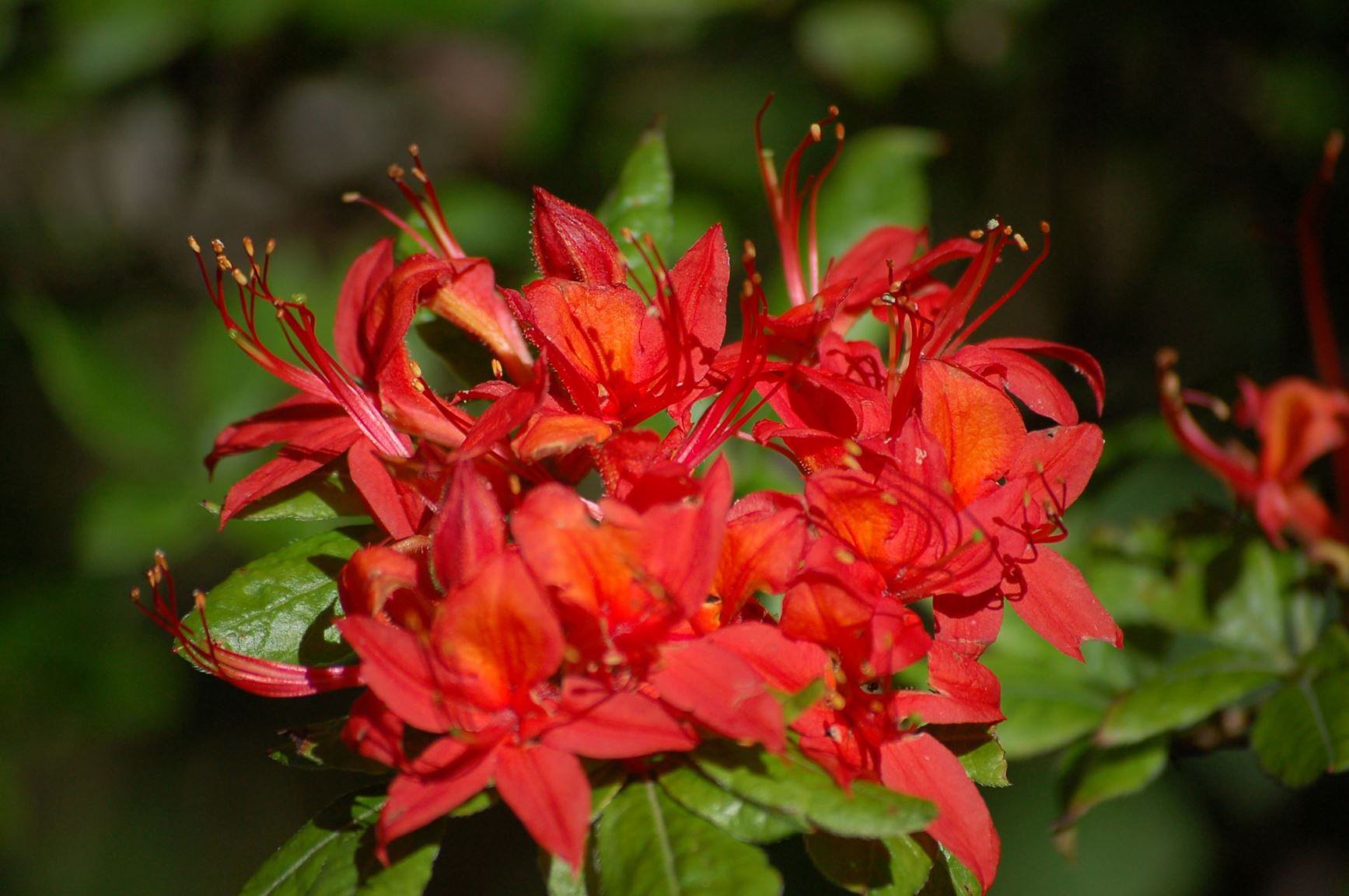 Rhododendron calendulaceum [Red Form]