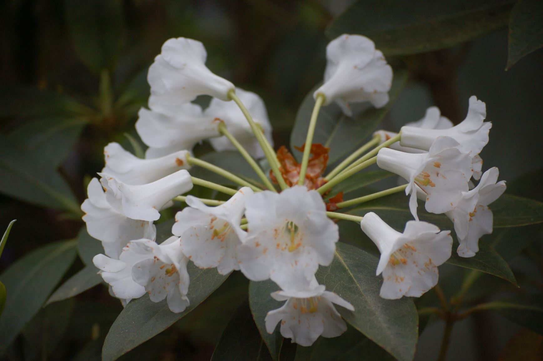 Rhododendron kochii (Vireya)