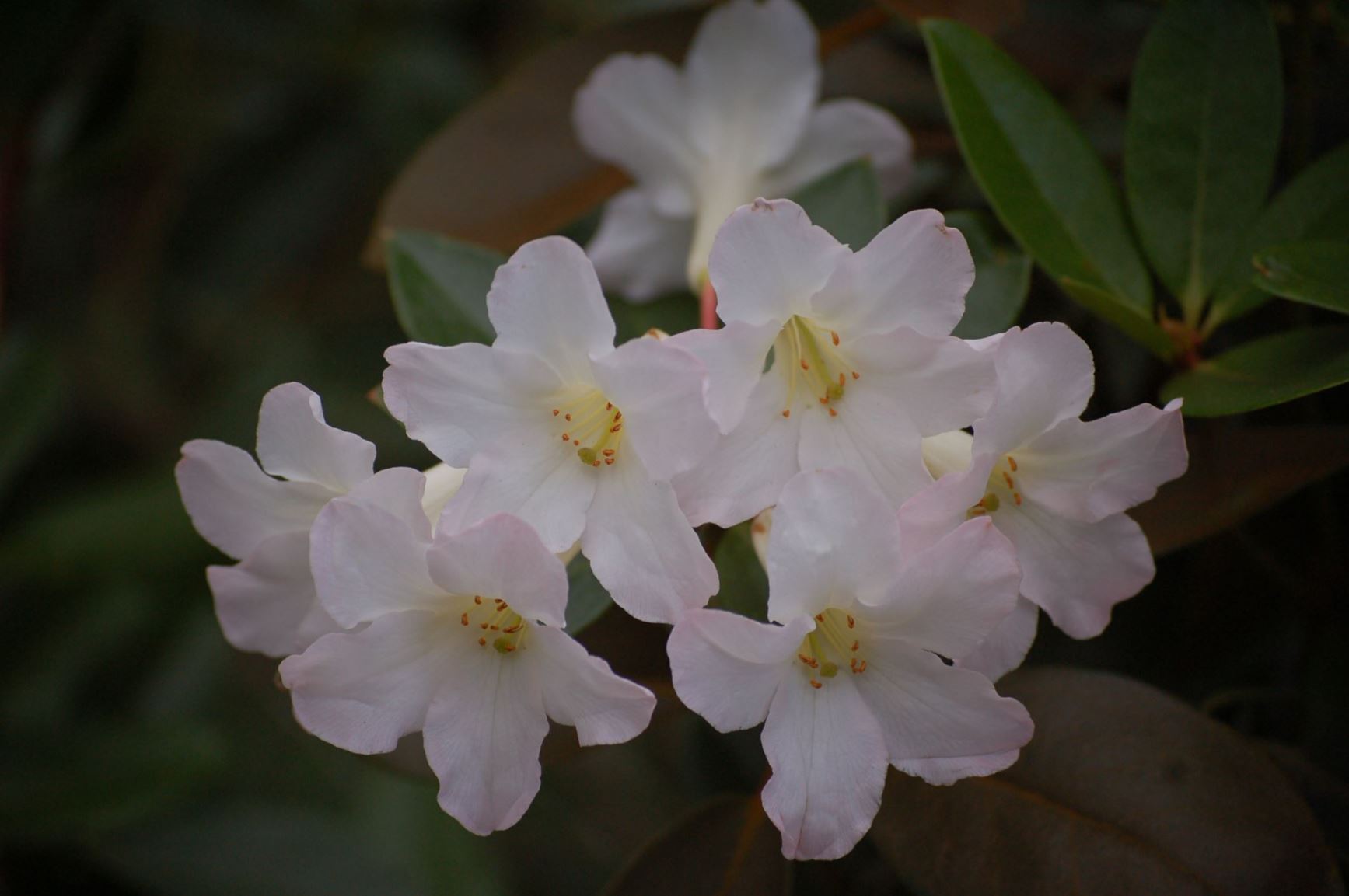 Rhododendron 'Gossamer White' (Vireya)