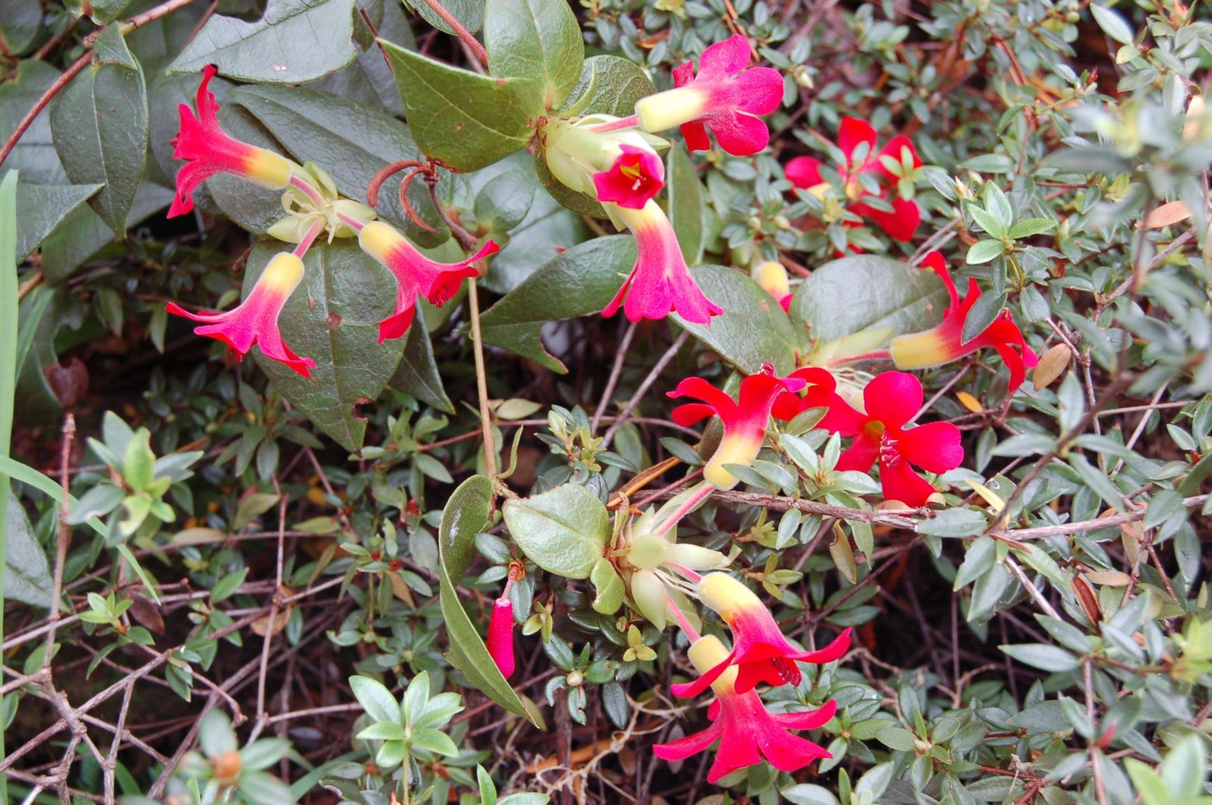 Rhododendron christi (Vireya)
