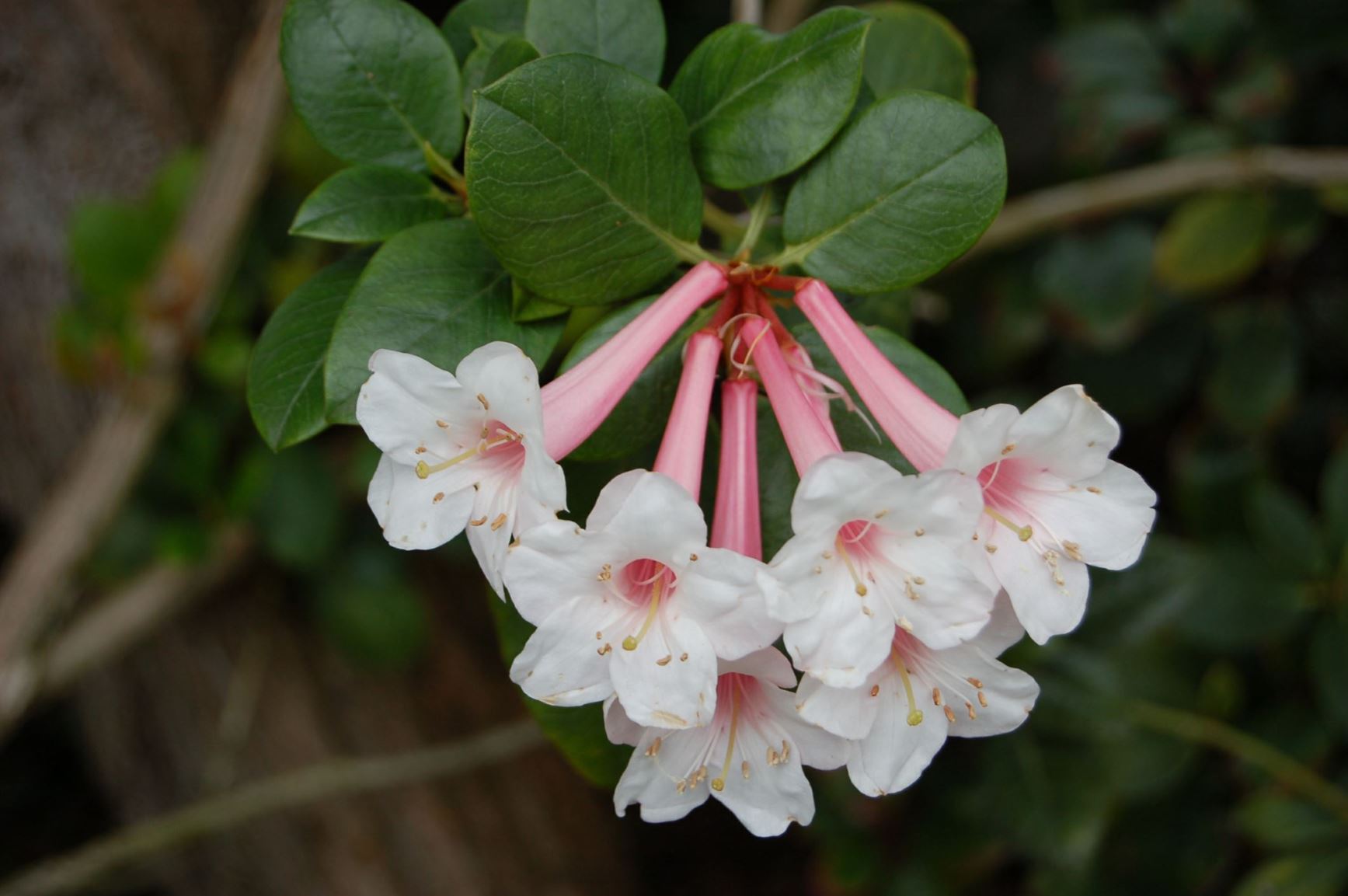 Rhododendron armitii (Vireya)