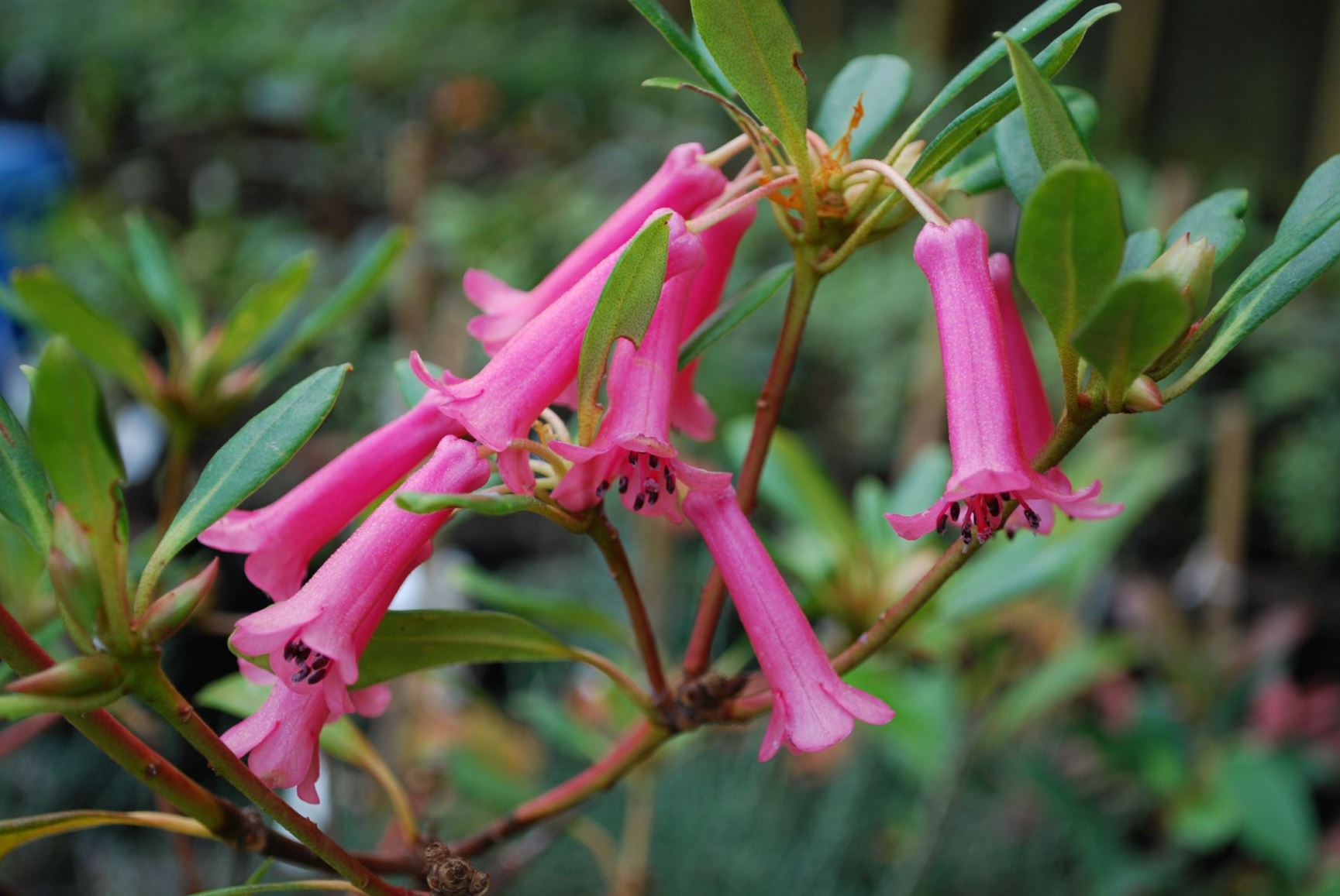Rhododendron caliginis (Vireya) × R. vitis-idaea (Vireya)