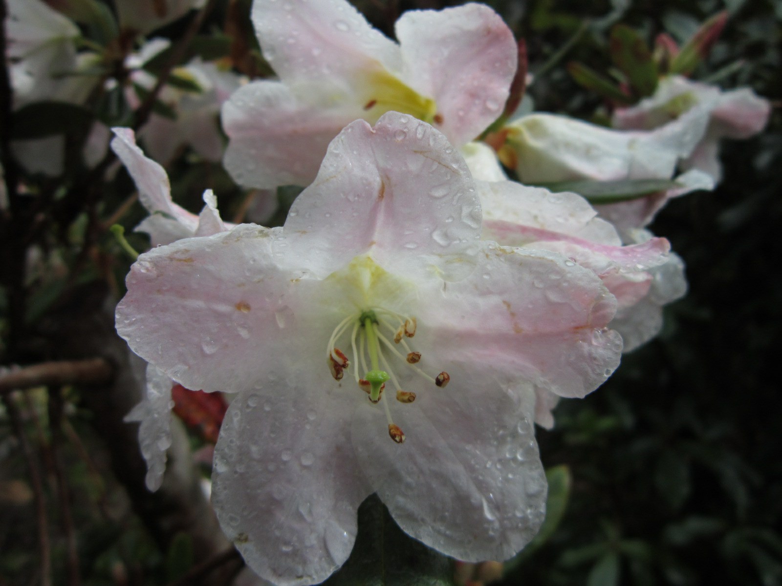 Rhododendron scopulorum