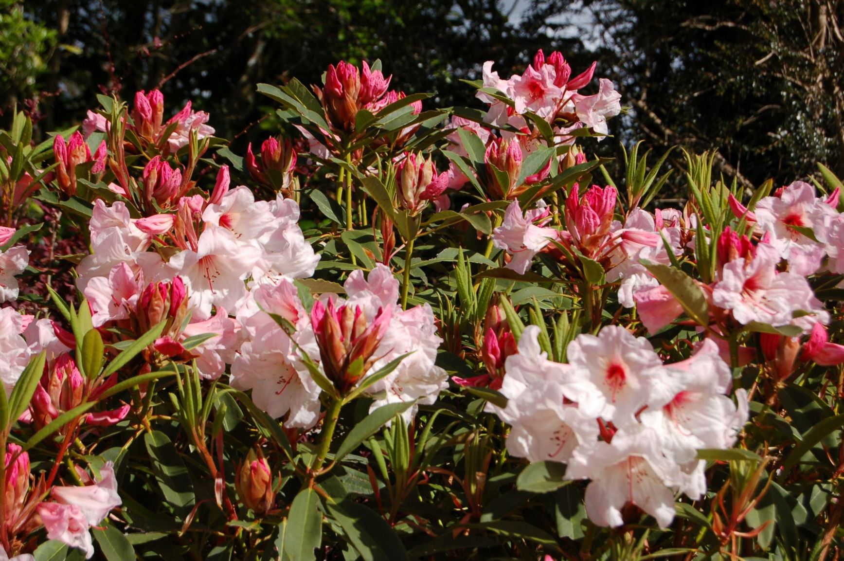 Rhododendron 'Margaret Findlay'