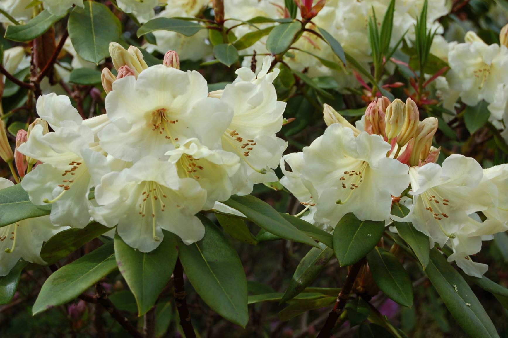 Rhododendron 'Letty Edwards'