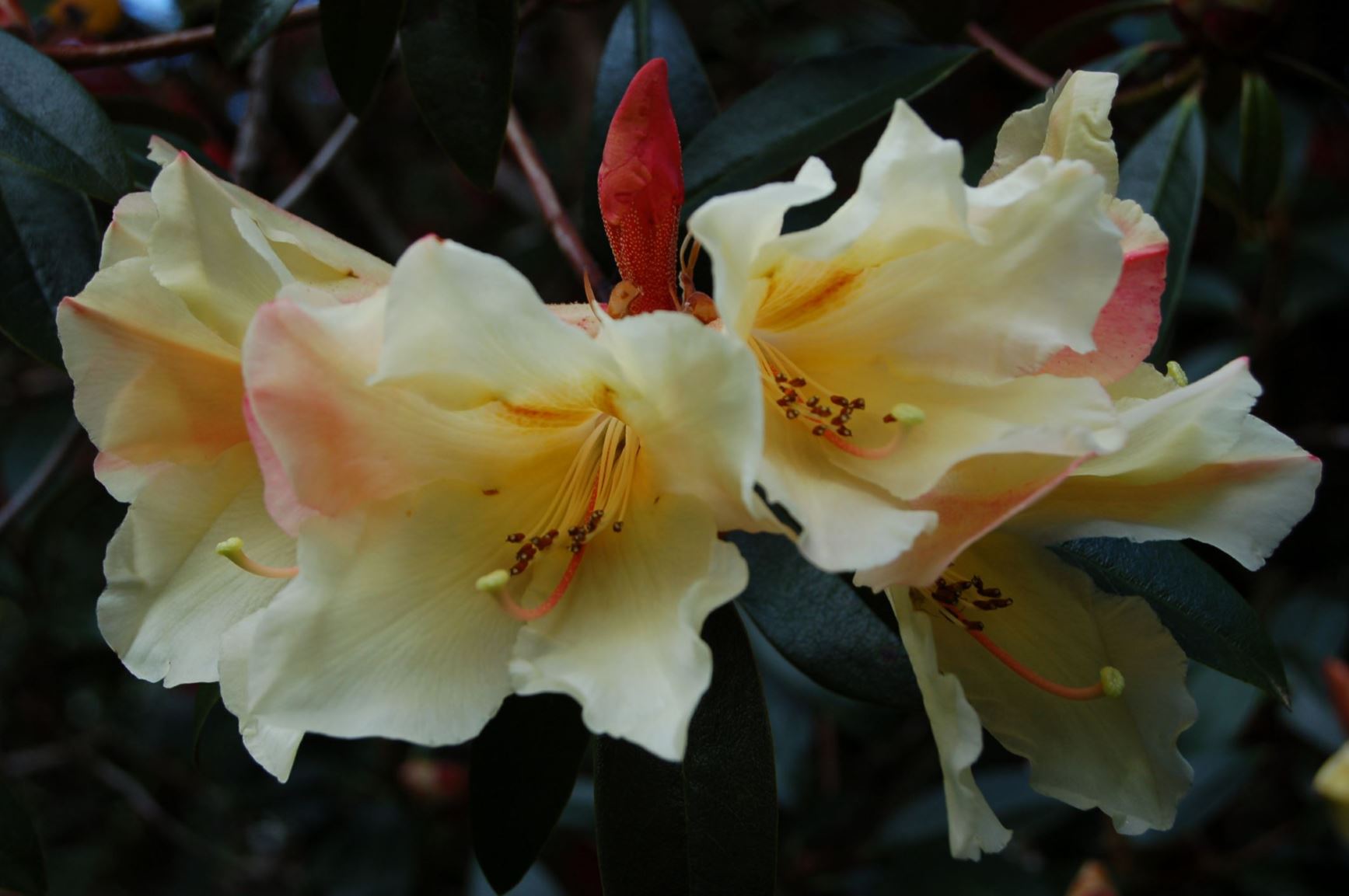 Rhododendron 'Moon Orchid'