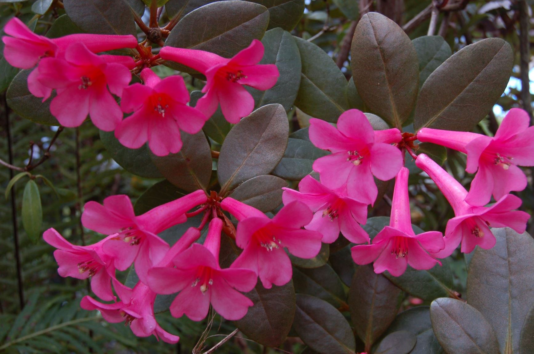 Rhododendron culminicola var. culminicola (Vireya)
