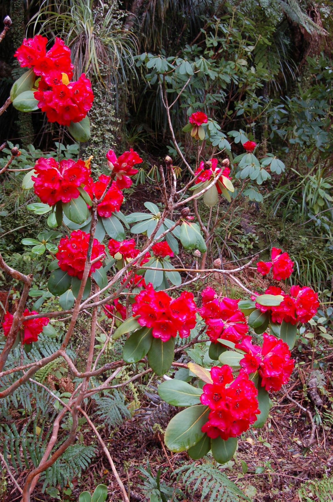 Rhododendron meddianum var. atrokermesianum