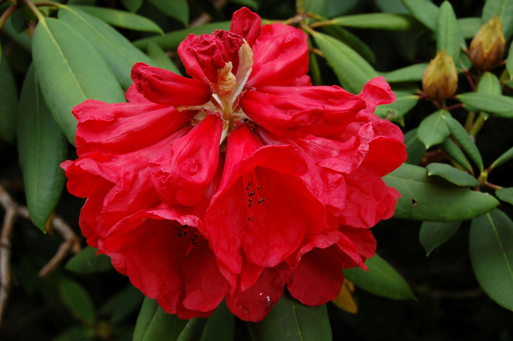 Rhododendron 'Beefeater'