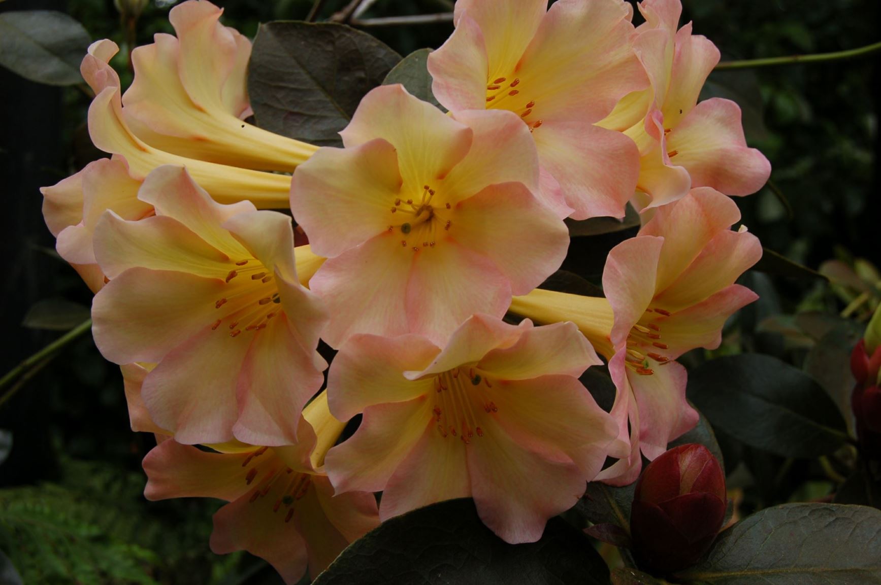 Rhododendron 'Beverley McConnell' (Vireya)