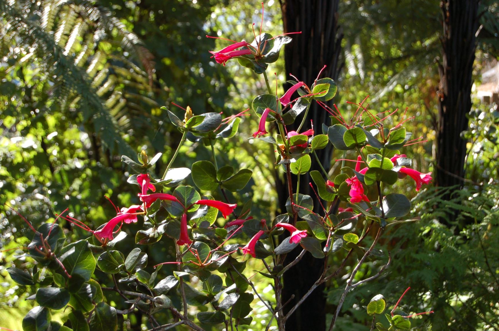 Rhododendron blackii (Vireya)