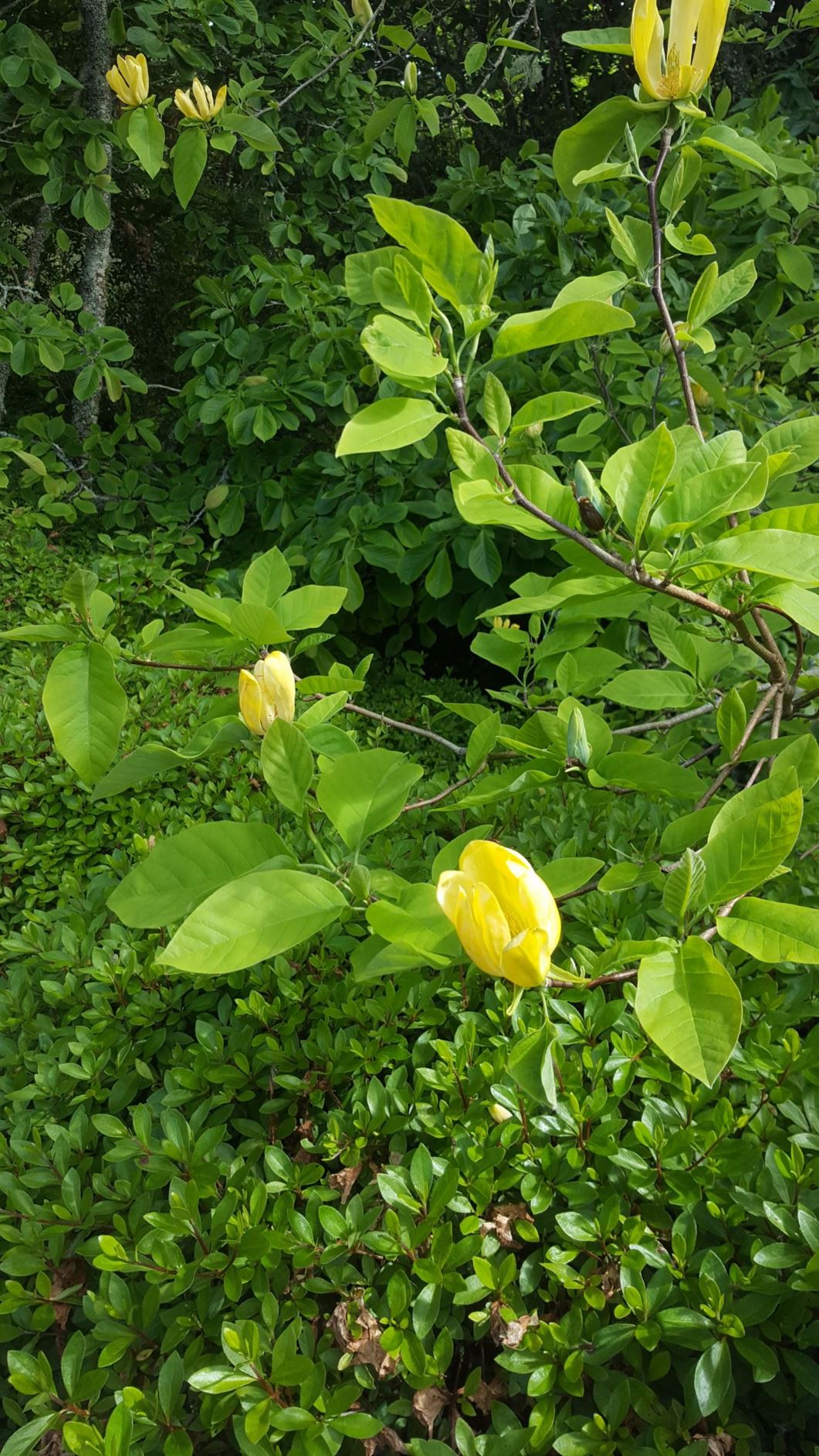 Magnolia acuminata 'Koban Dori'