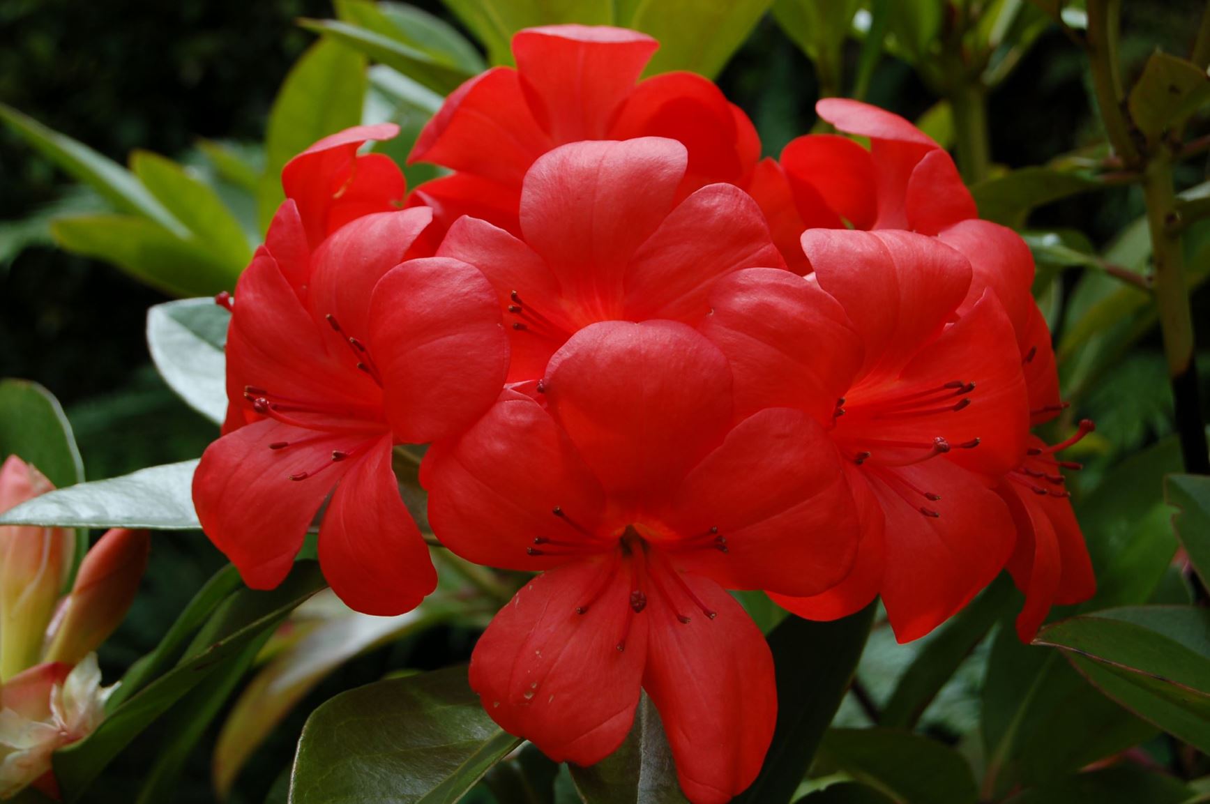 Rhododendron 'Captain Scarlet' (Vireya)