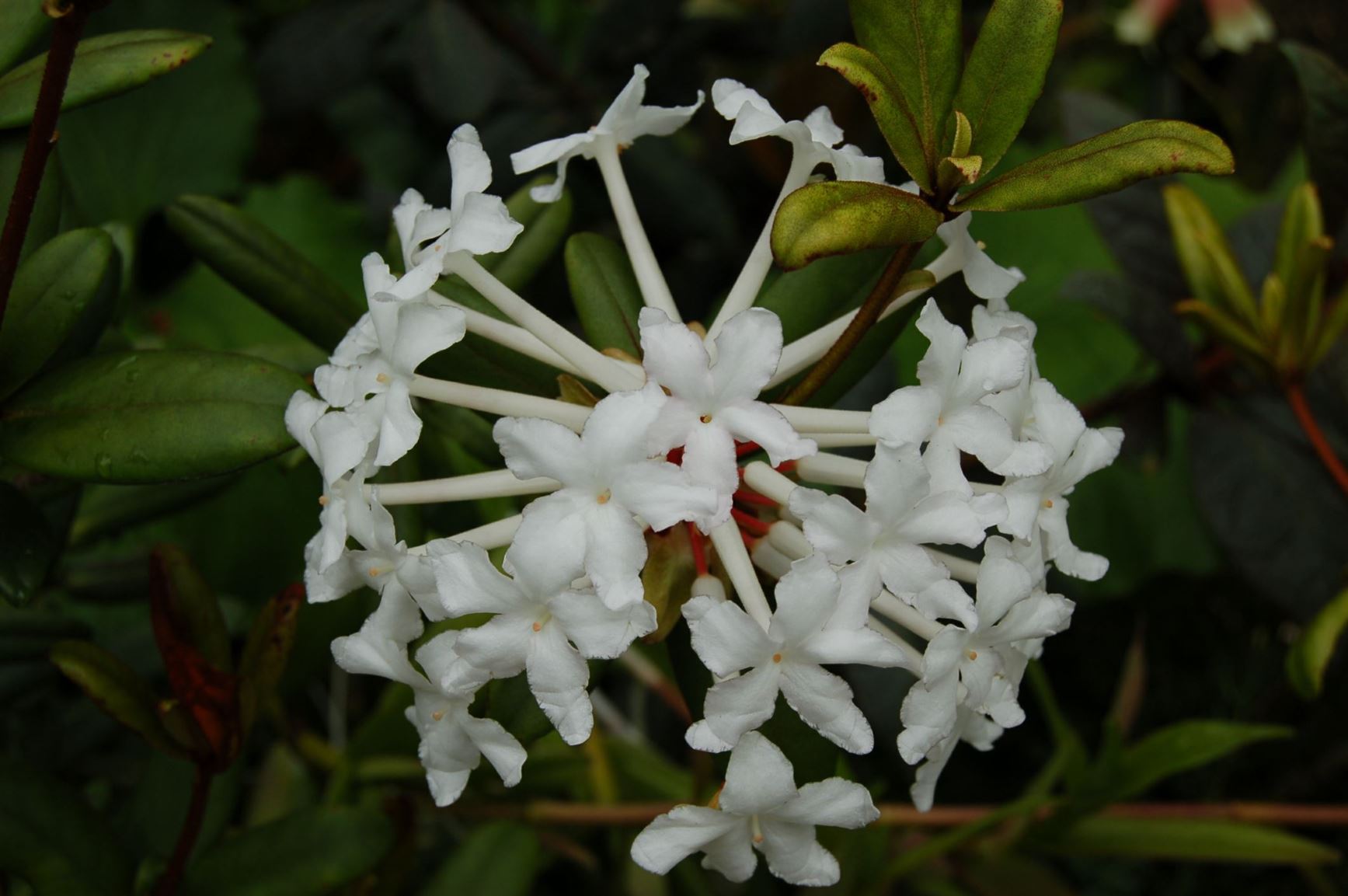 Rhododendron edanoi subsp. pneumonanthum (Vireya)