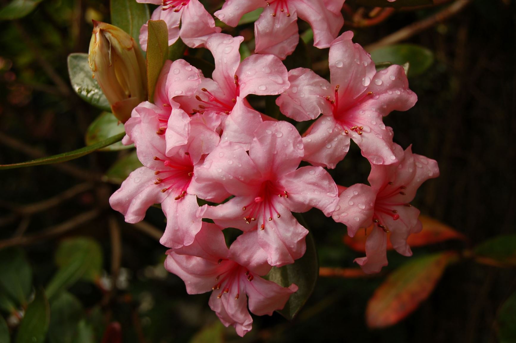 Rhododendron 'First Light'