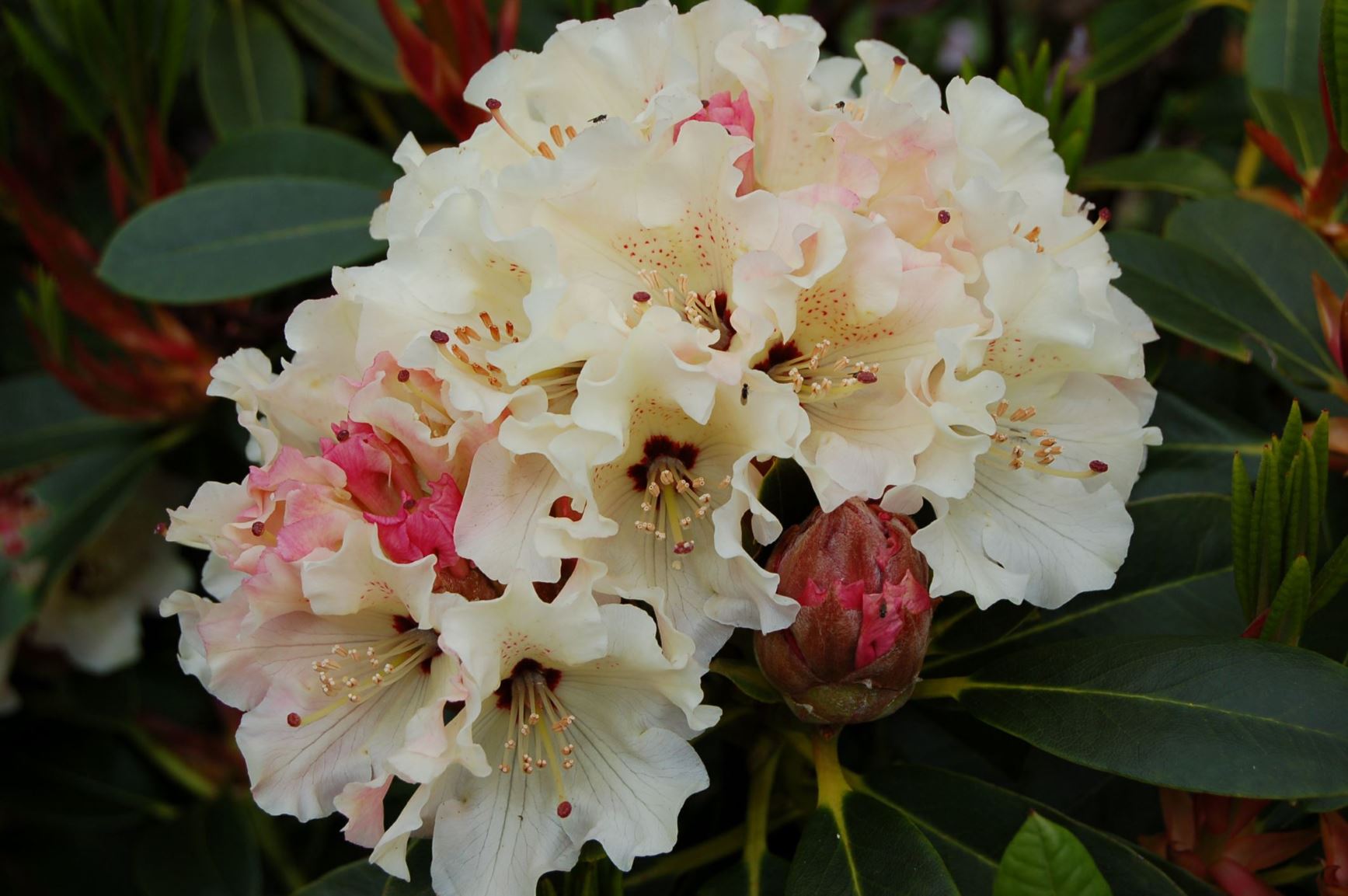 Rhododendron 'Frilly Knickers'