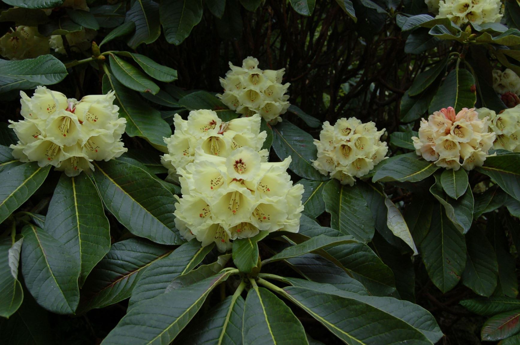 Rhododendron 'Geoff Broker'