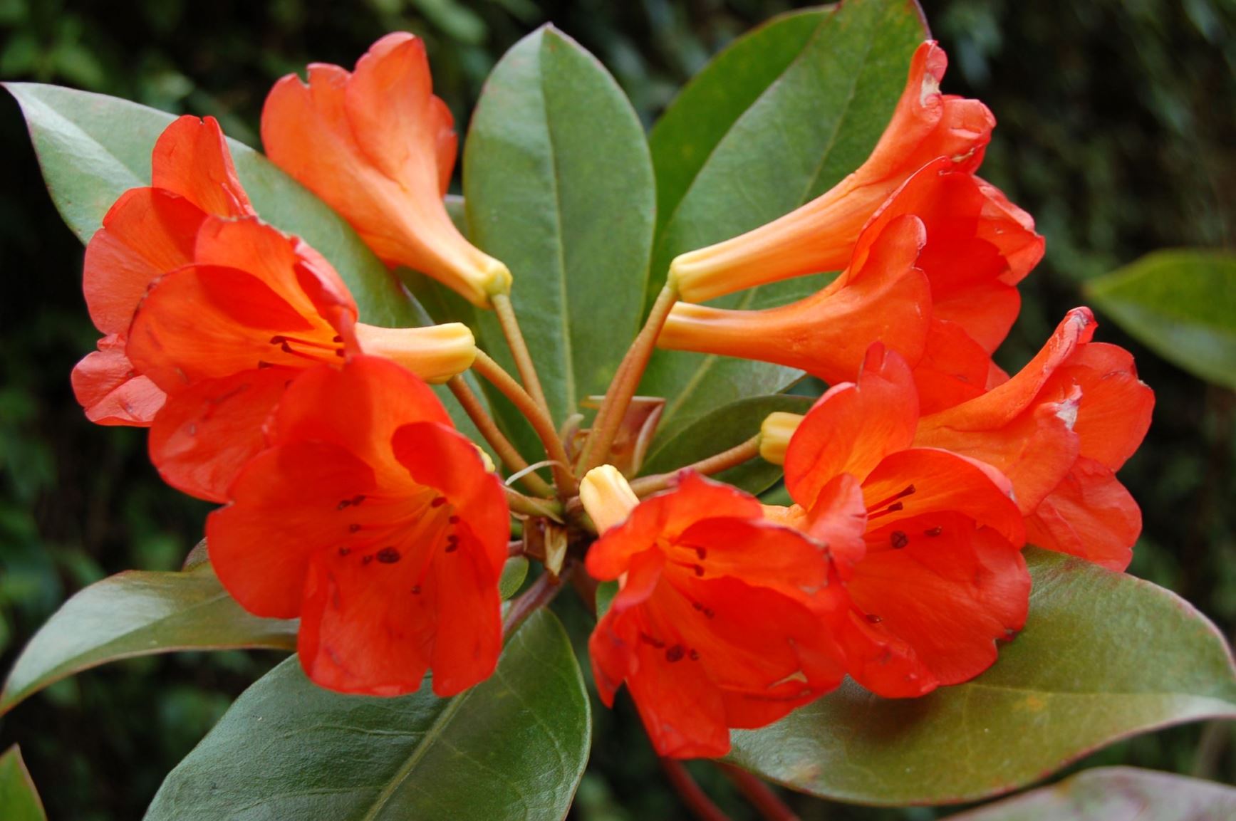 Rhododendron 'Java Light' (Vireya)