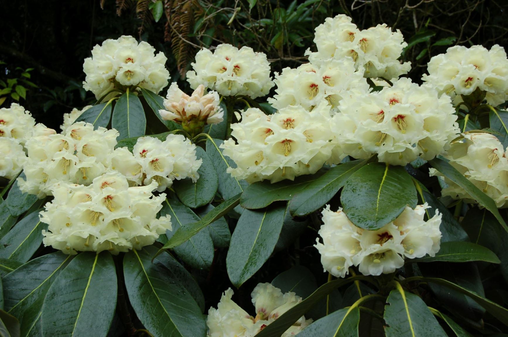 Rhododendron 'Joy Bells'