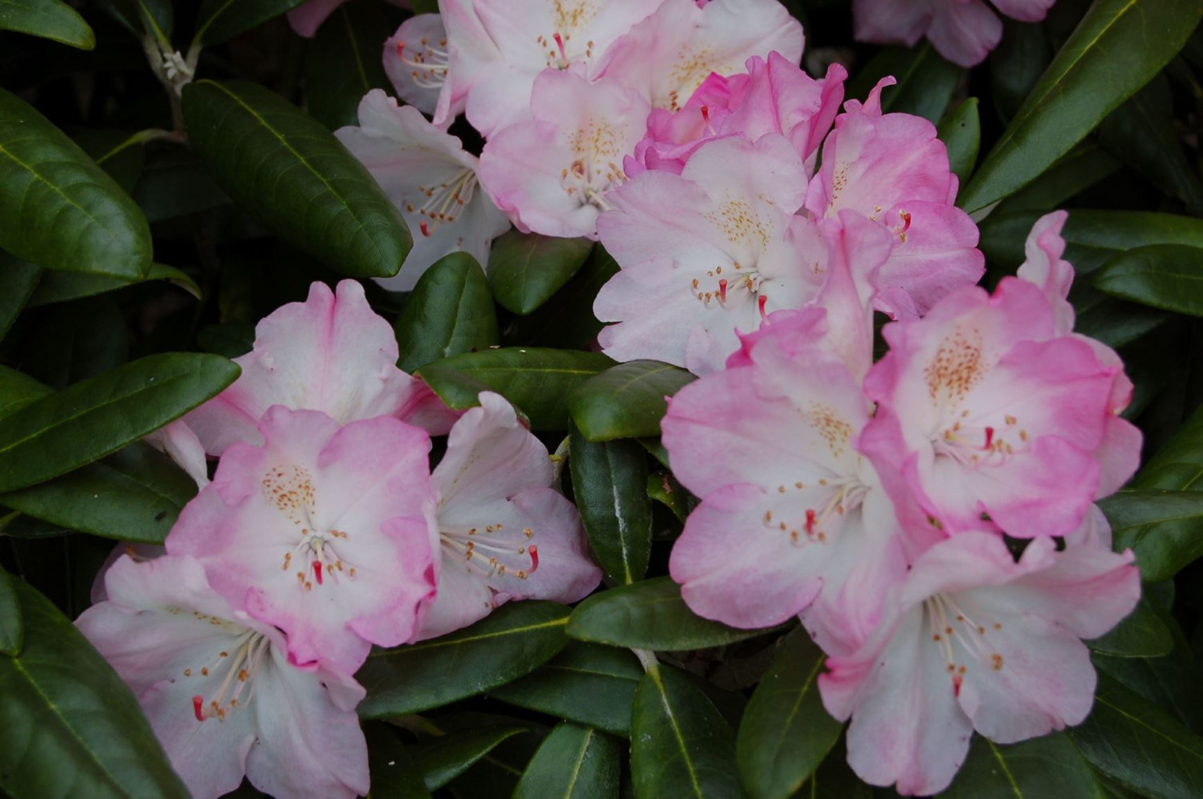 Rhododendron degronianum subsp. yakushimanum 'Ken Janeck'