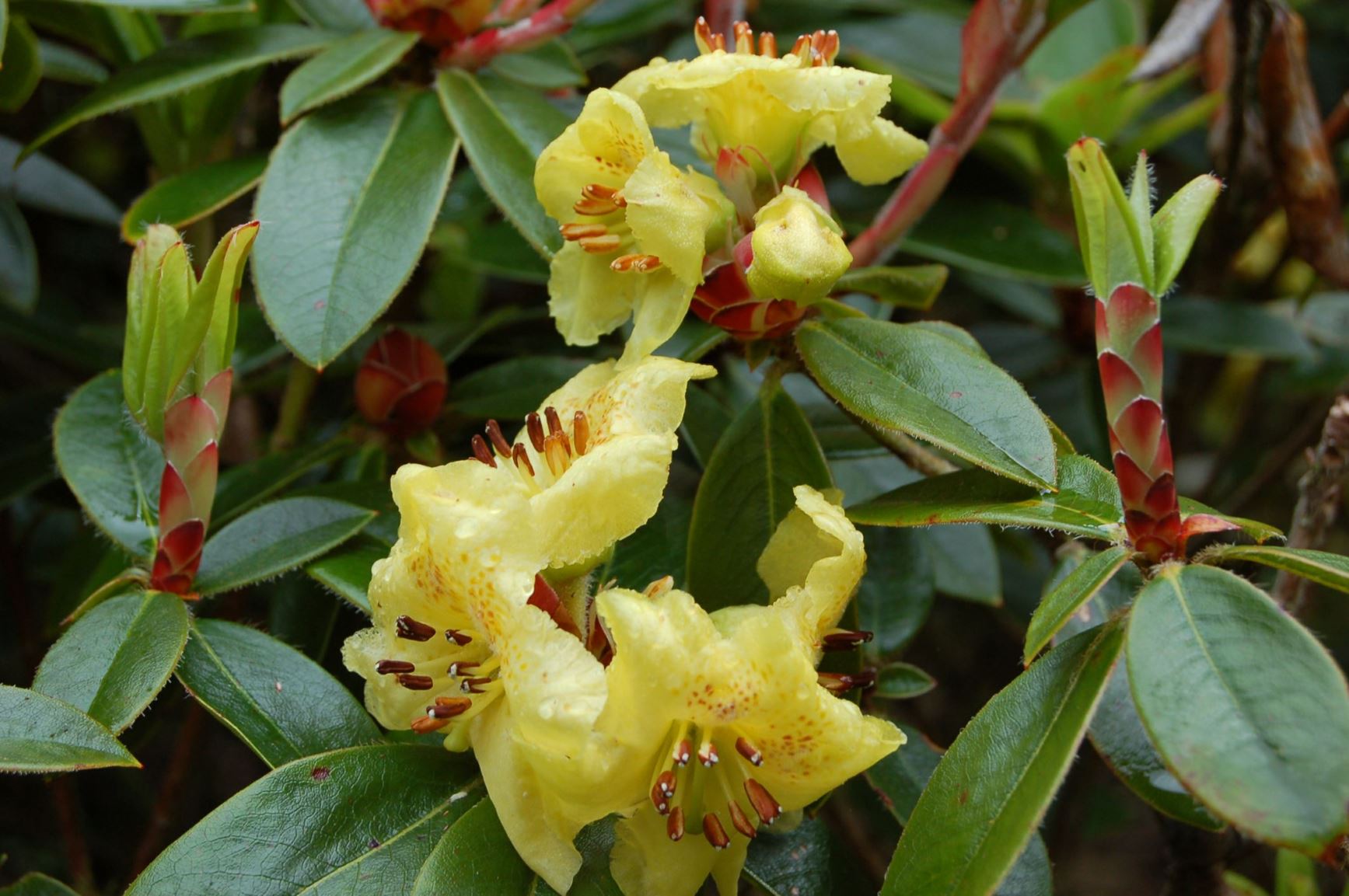 Rhododendron 'Moth'