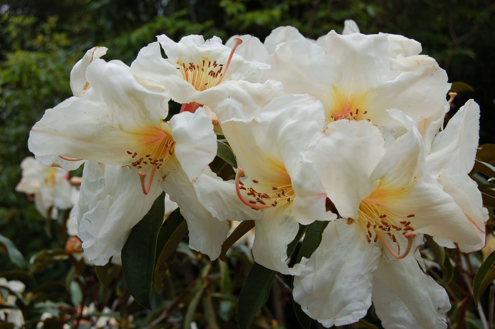 Rhododendron 'Yellow Dawn'
