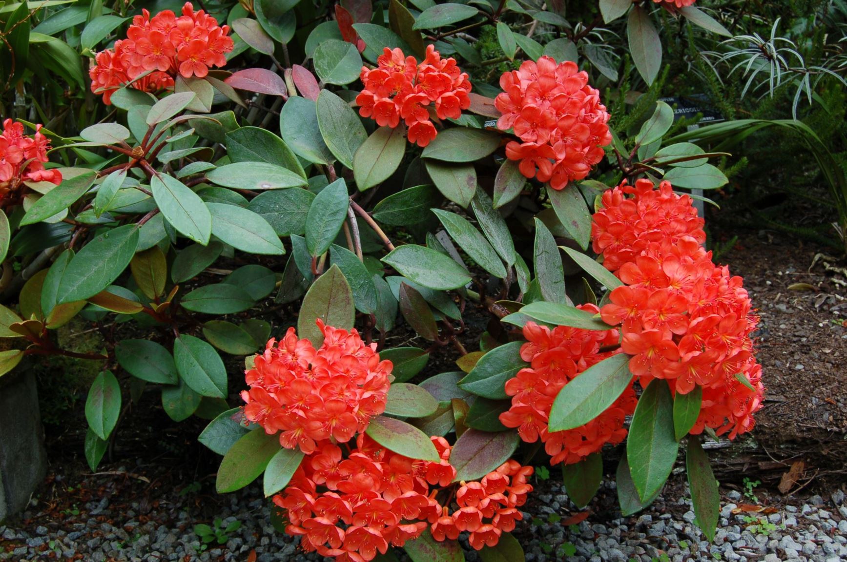 Rhododendron polyanthemum (Vireya)