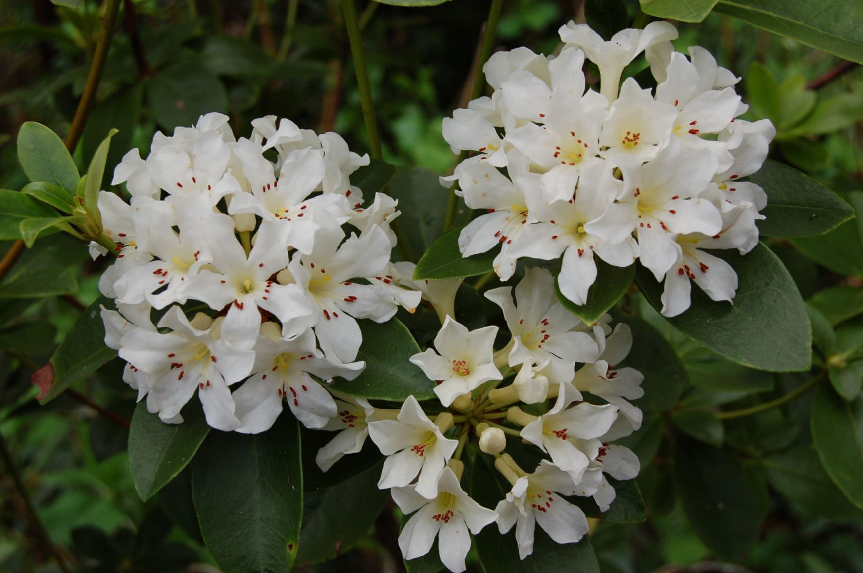 Rhododendron 'Popcorn'