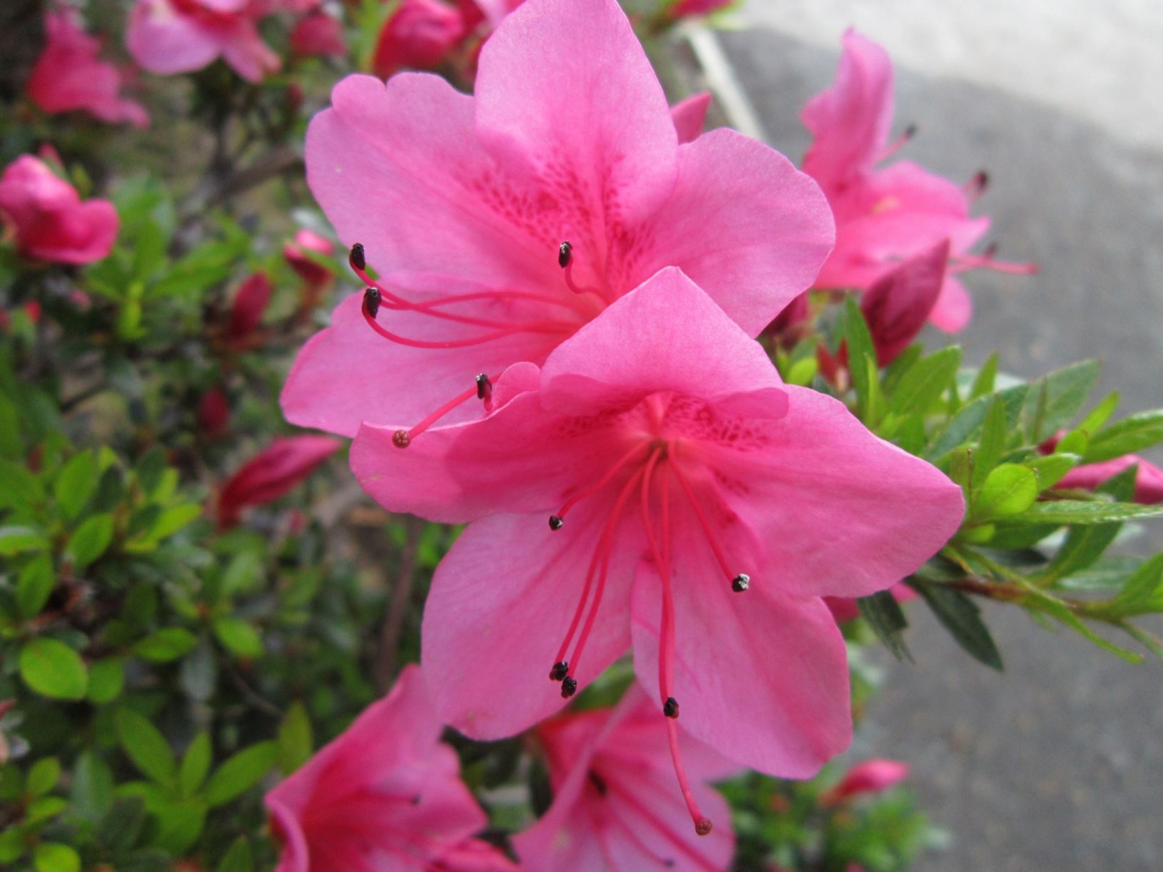 Rhododendron 'Macranthum' (Azalea)