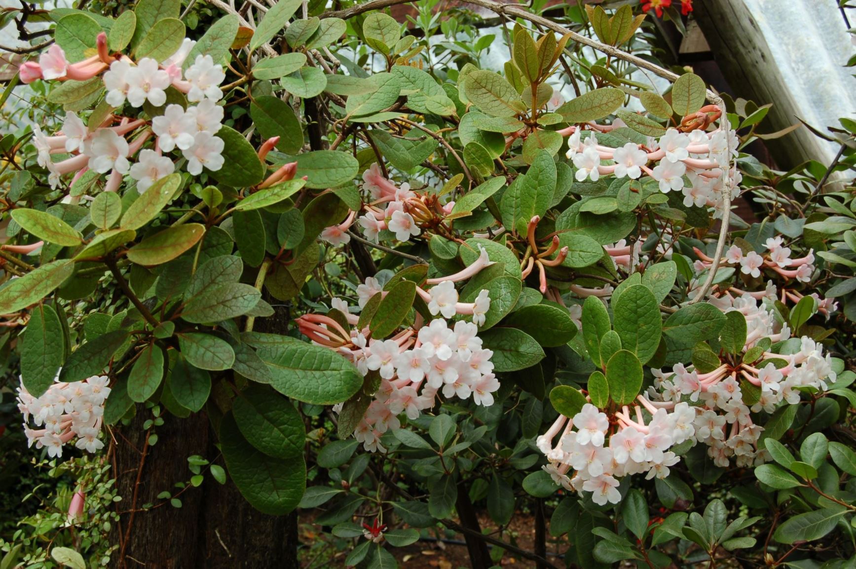 Rhododendron solitarium (Vireya)