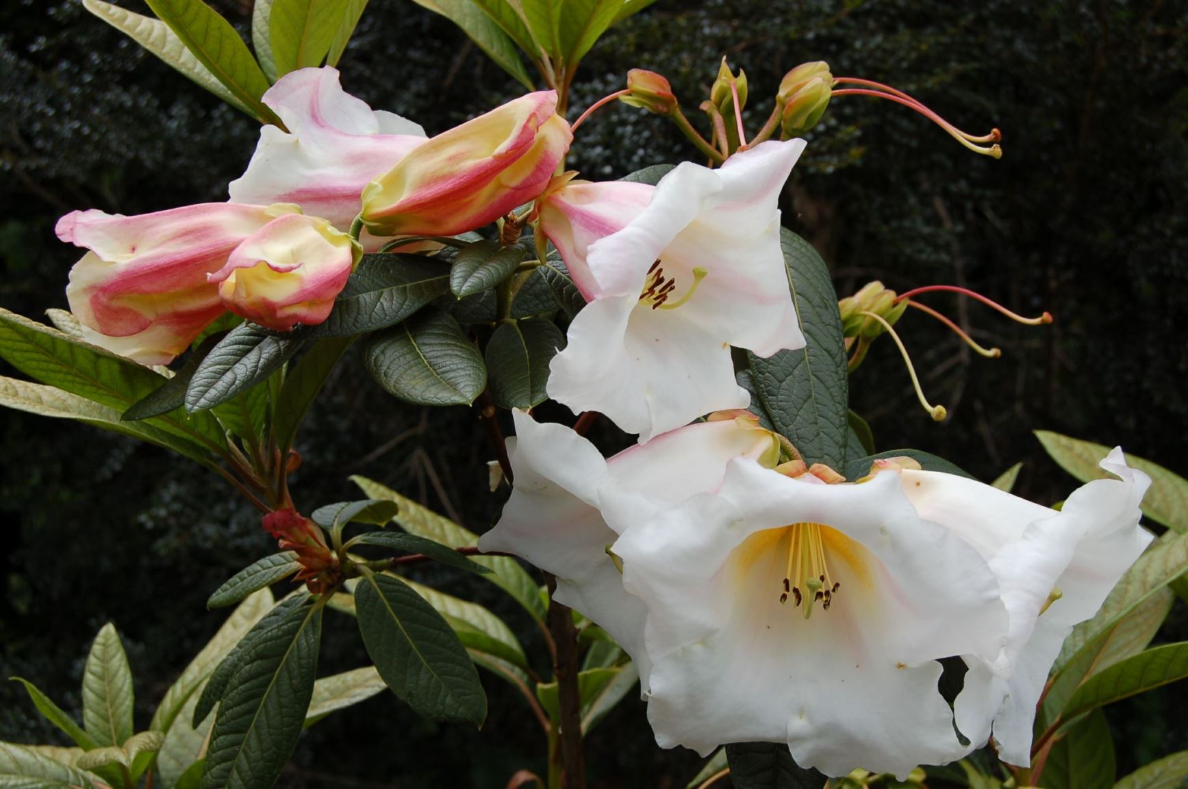 Rhododendron 'White Waves'