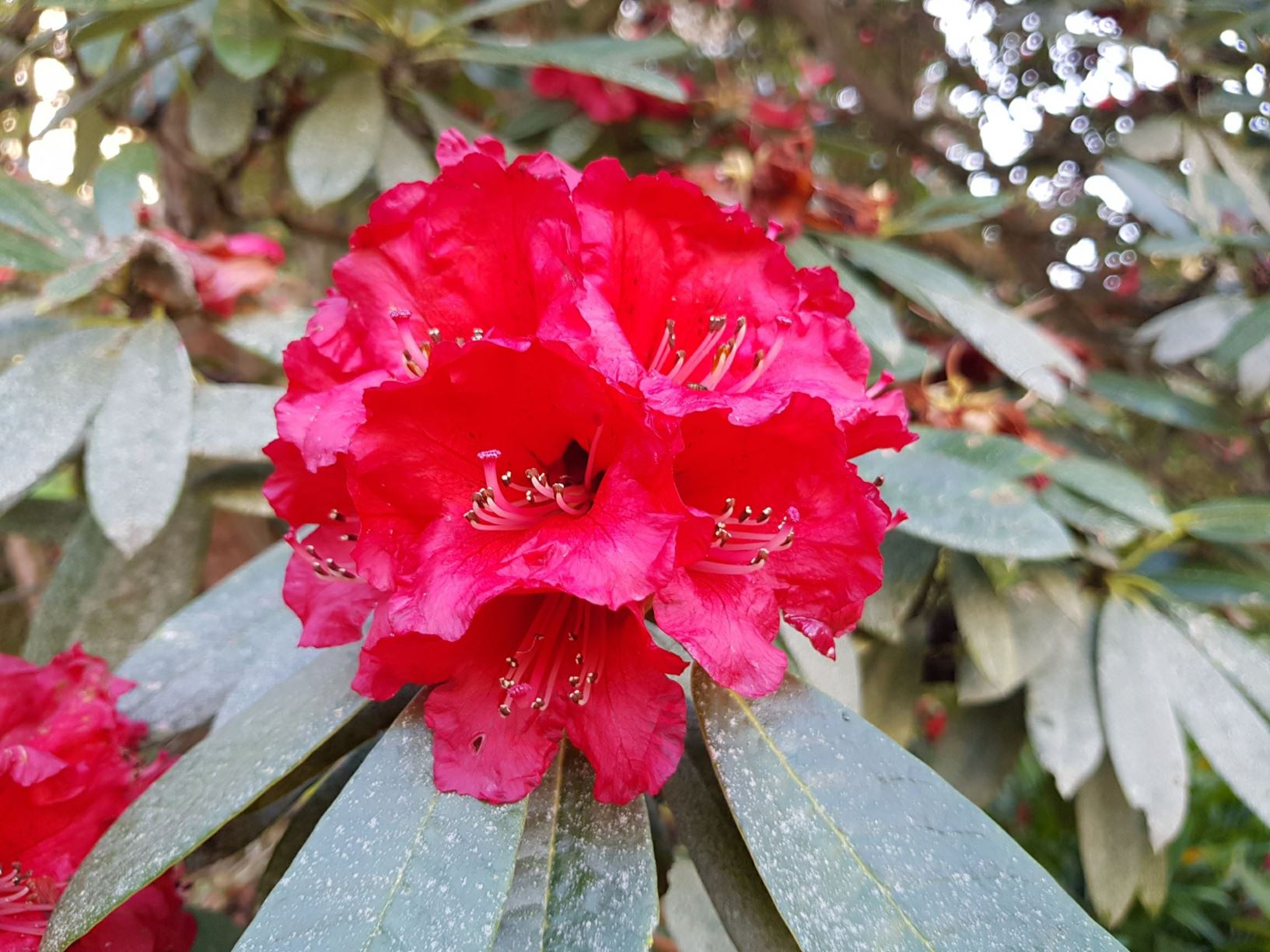 Rhododendron arboreum 'Kermesinum'
