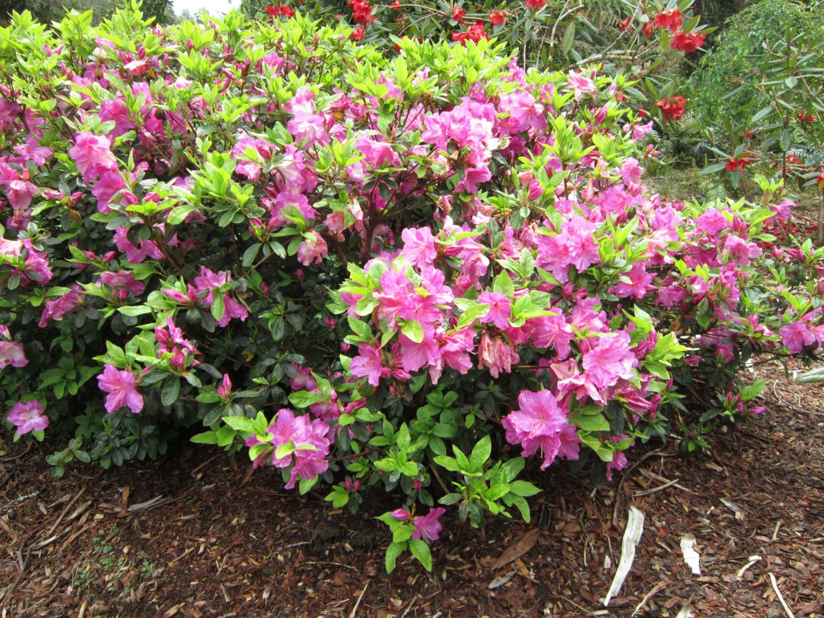 Rhododendron 'Martha Hitchcock' (Azalea)