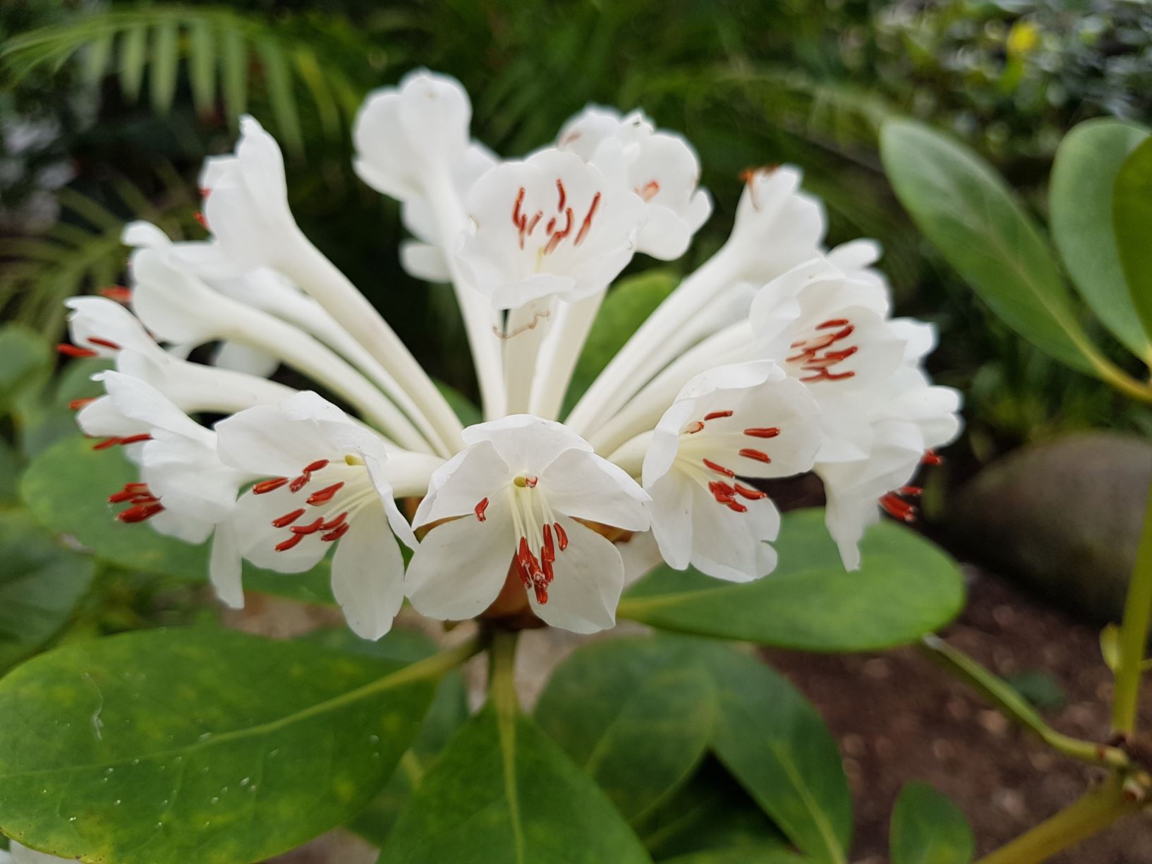Rhododendron goodenoughii (Vireya)