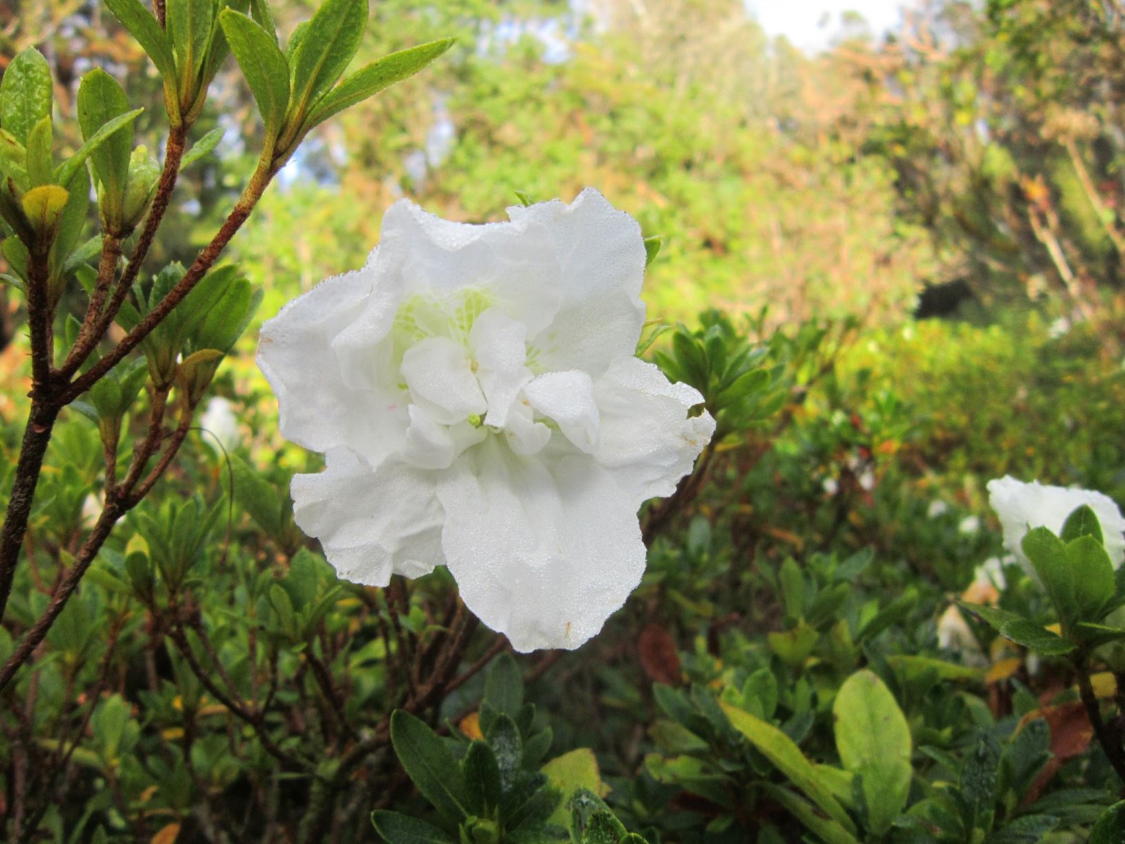 Rhododendron 'Daphne' (Azalea)