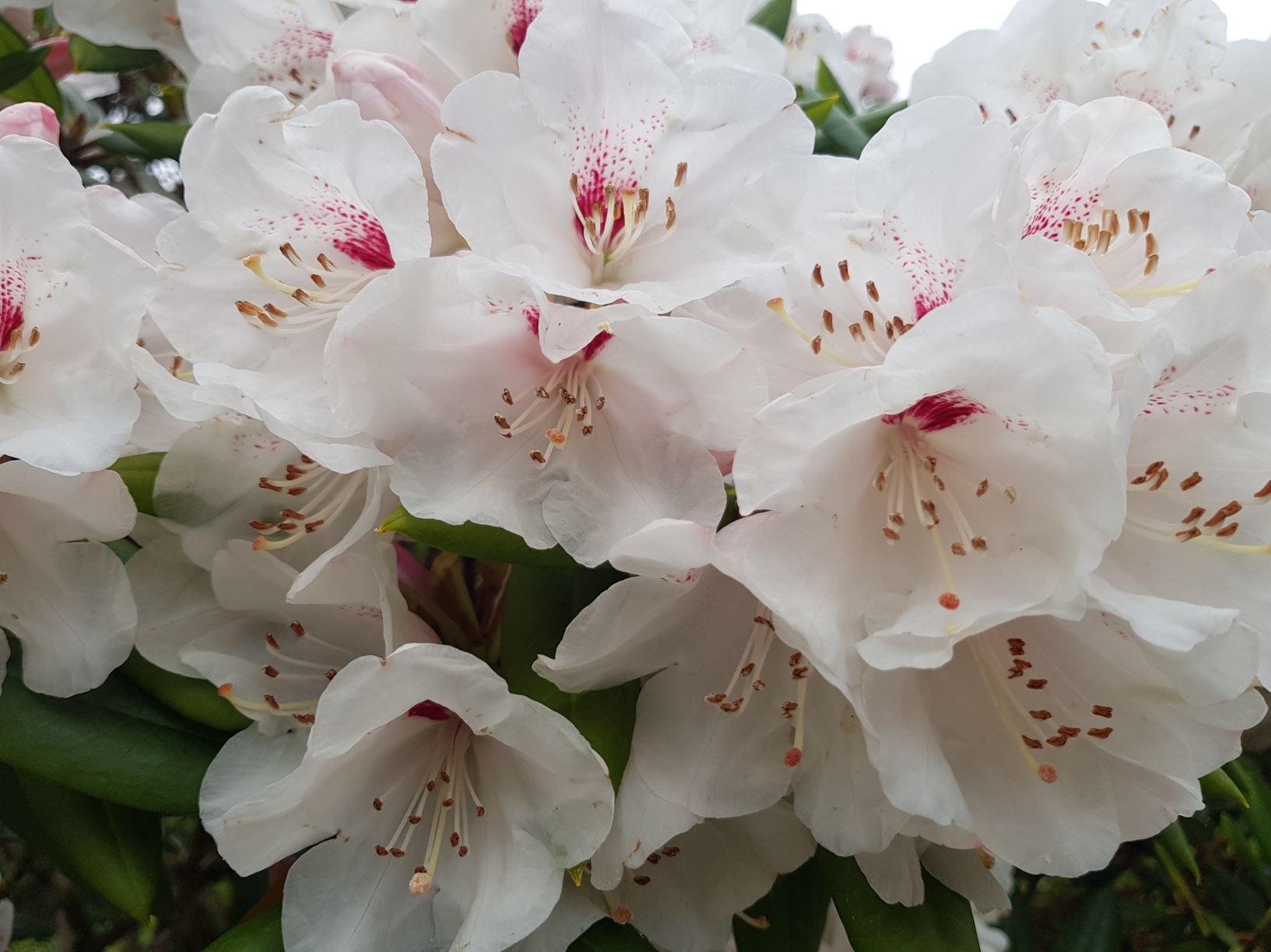 Rhododendron morii