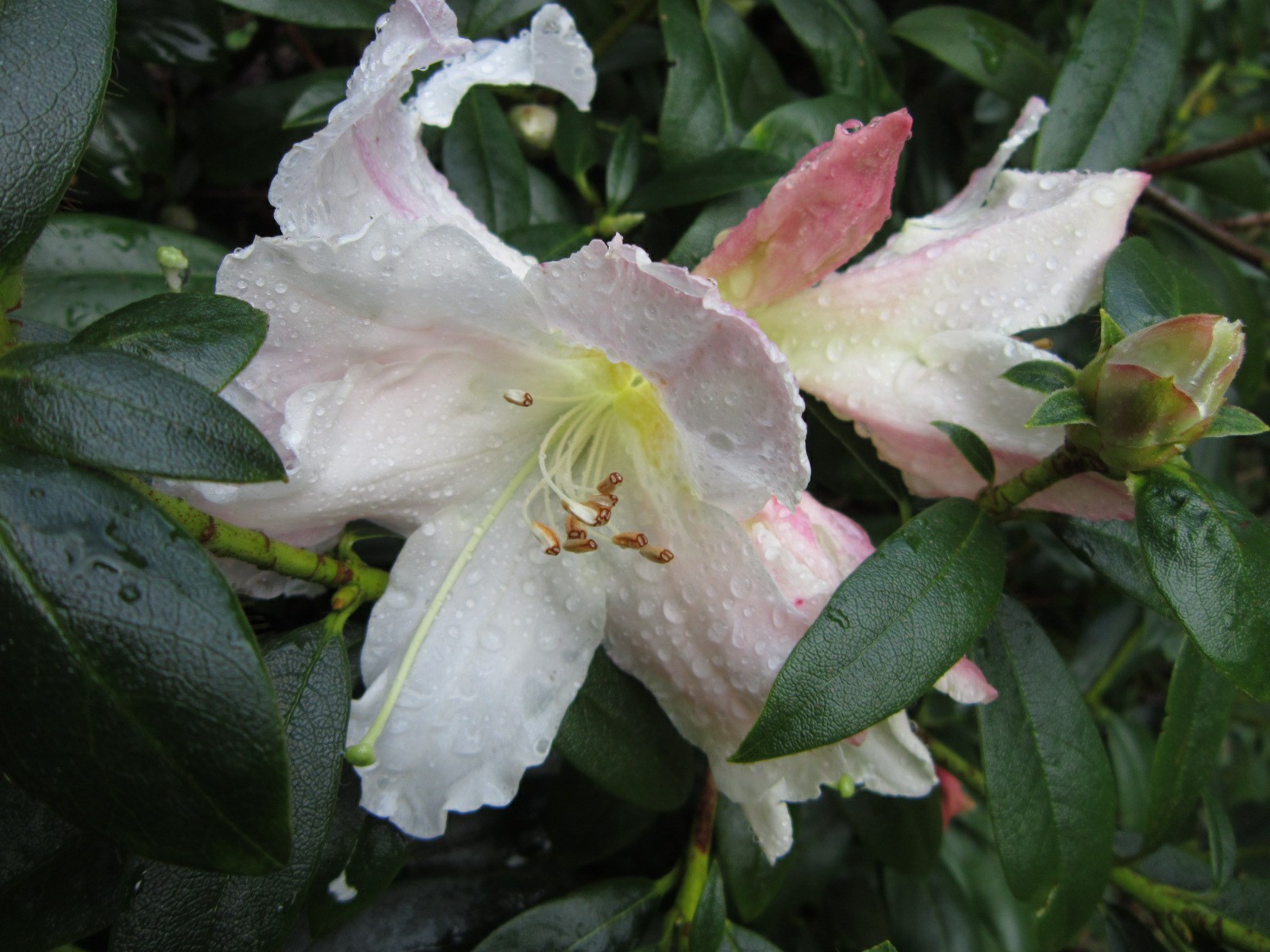 Rhododendron 'Harry Tagg'