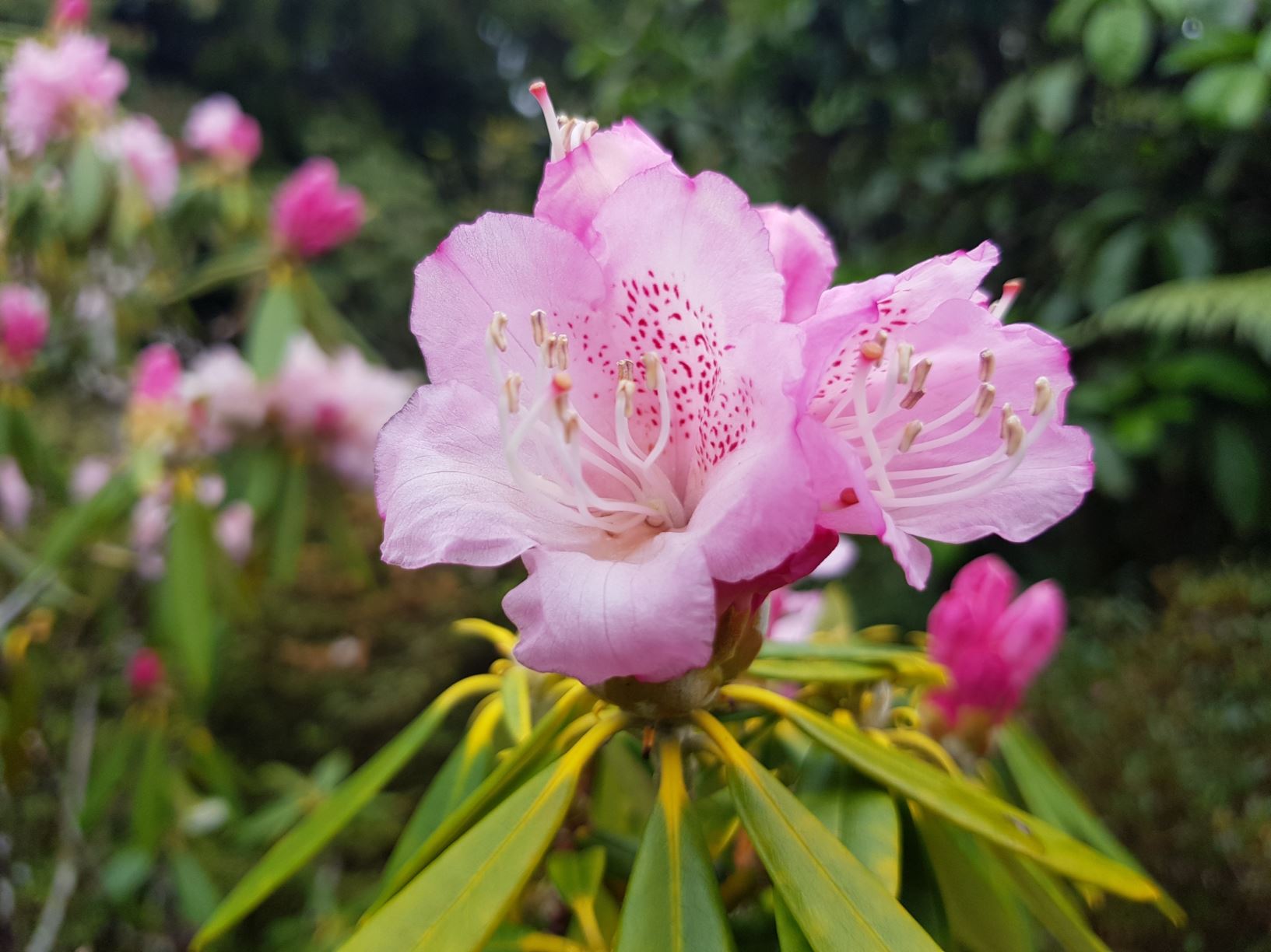Rhododendron hunnewellianum subsp. hunnewellianum