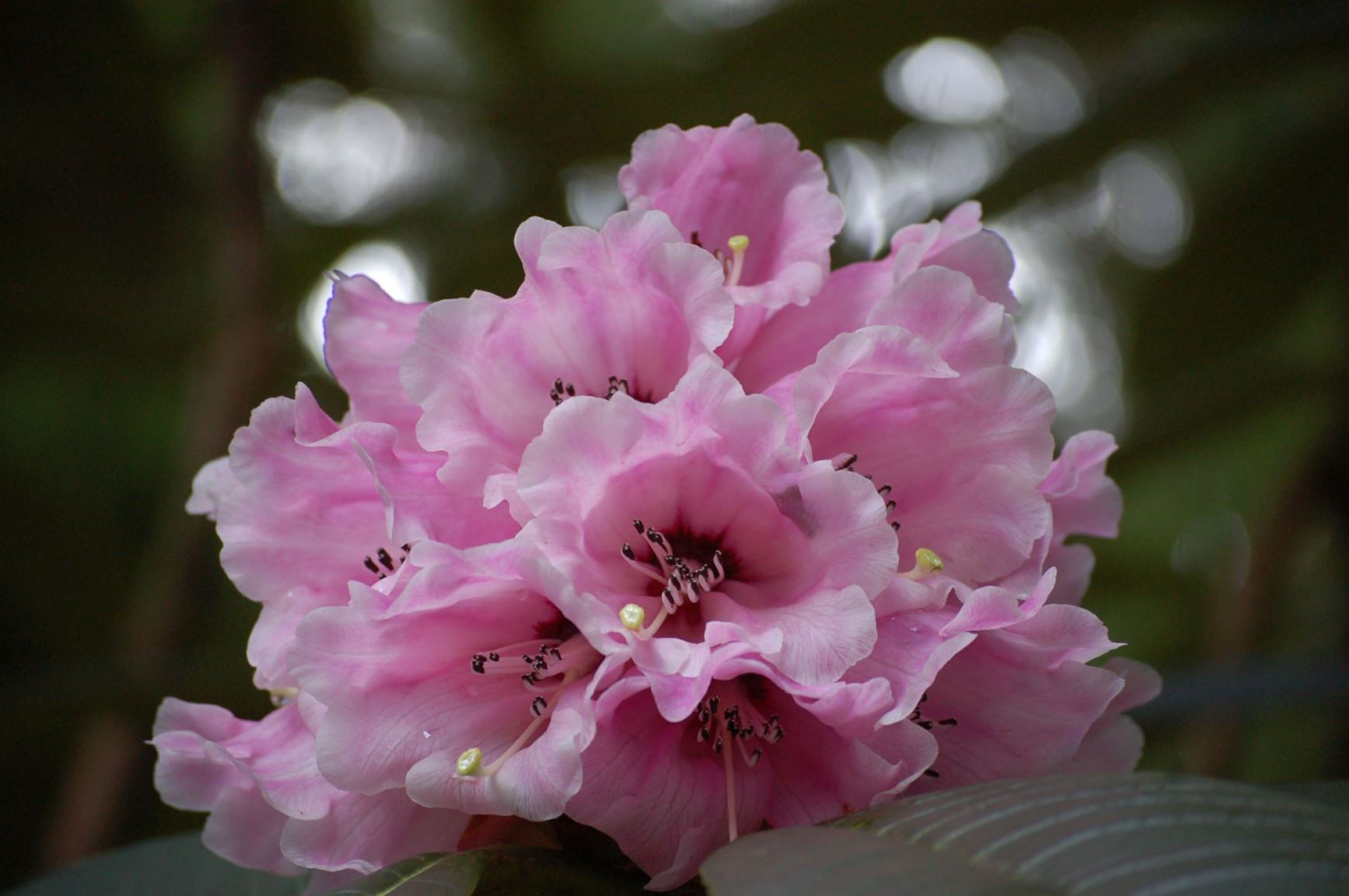 Rhododendron 'Barbara C. Hayes'
