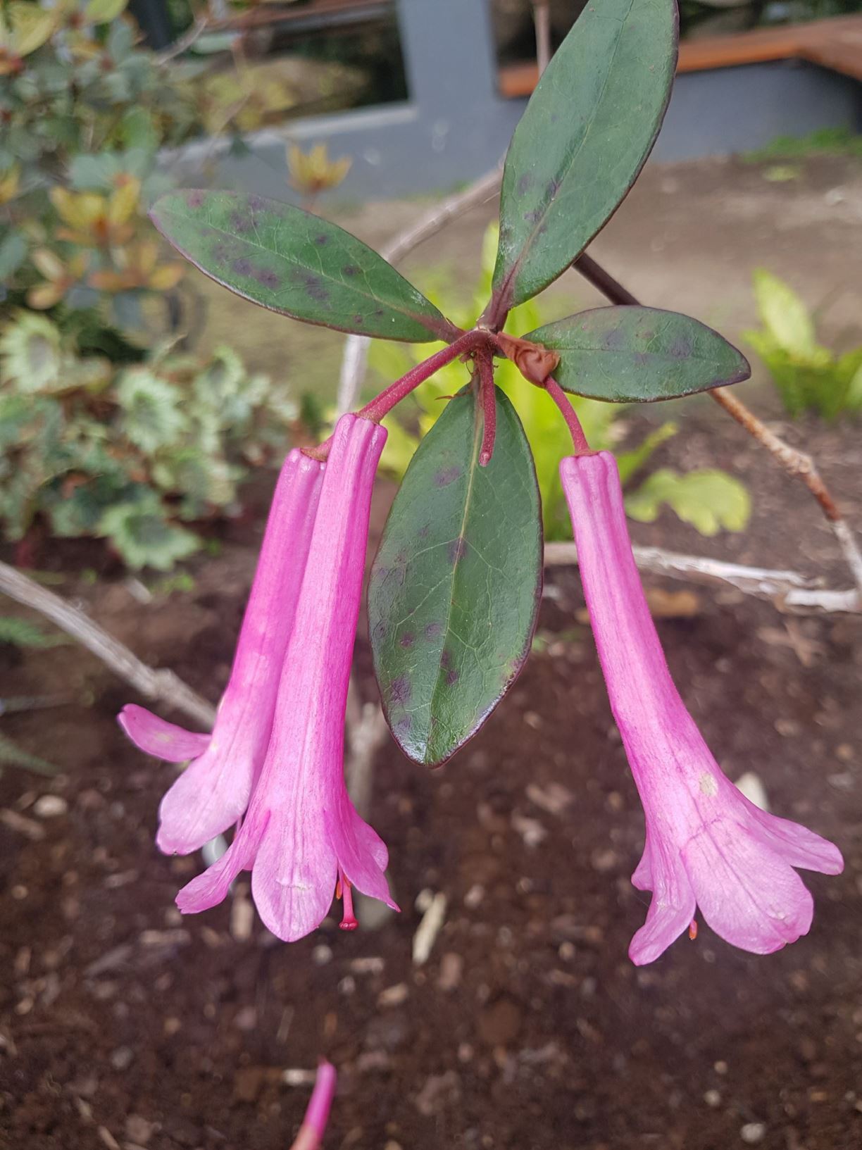 Rhododendron 'Rosy Comet' (Vireya)