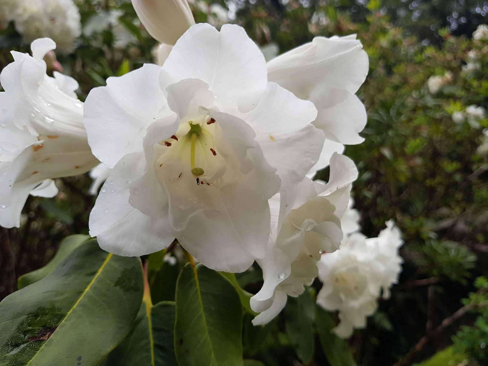 Rhododendron griffithianum (Double white)