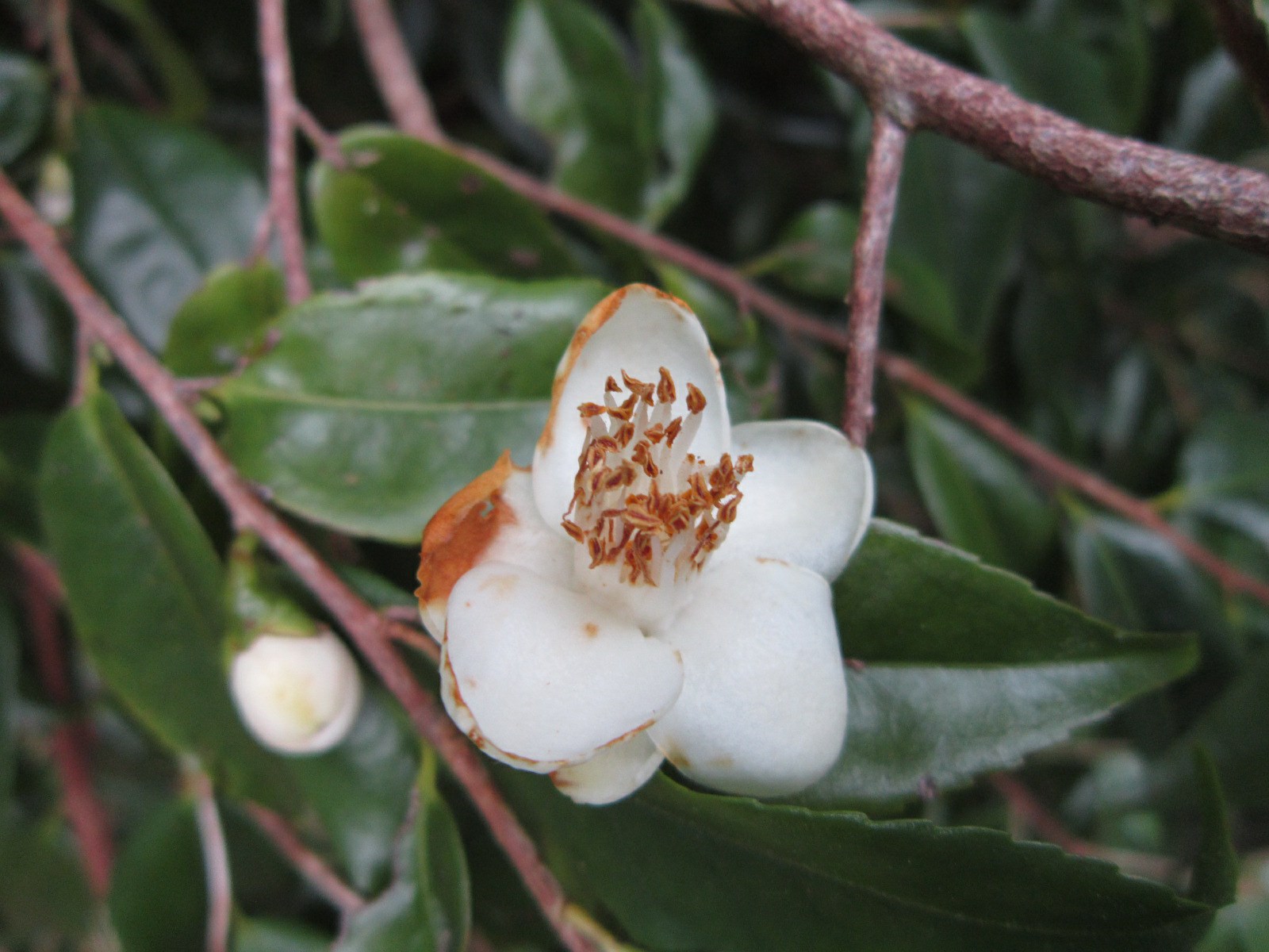 Camellia fluviatilis