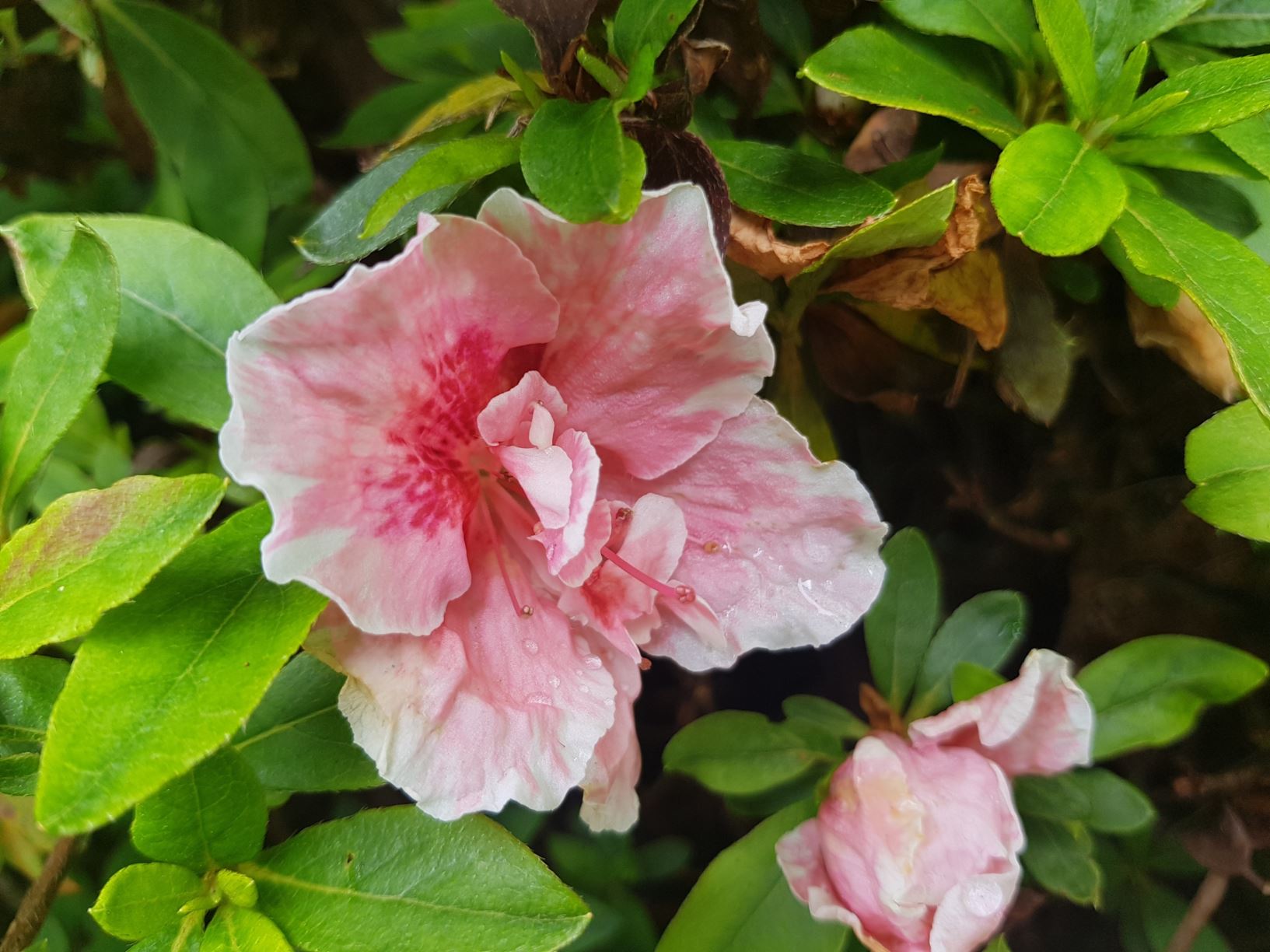 Rhododendron 'Eri' (Azalea)