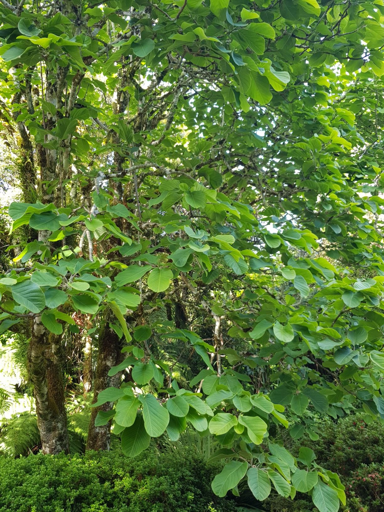 Magnolia campbellii subsp. mollicomata 'Lanarth seedling' [seedling off 'Lanarth']