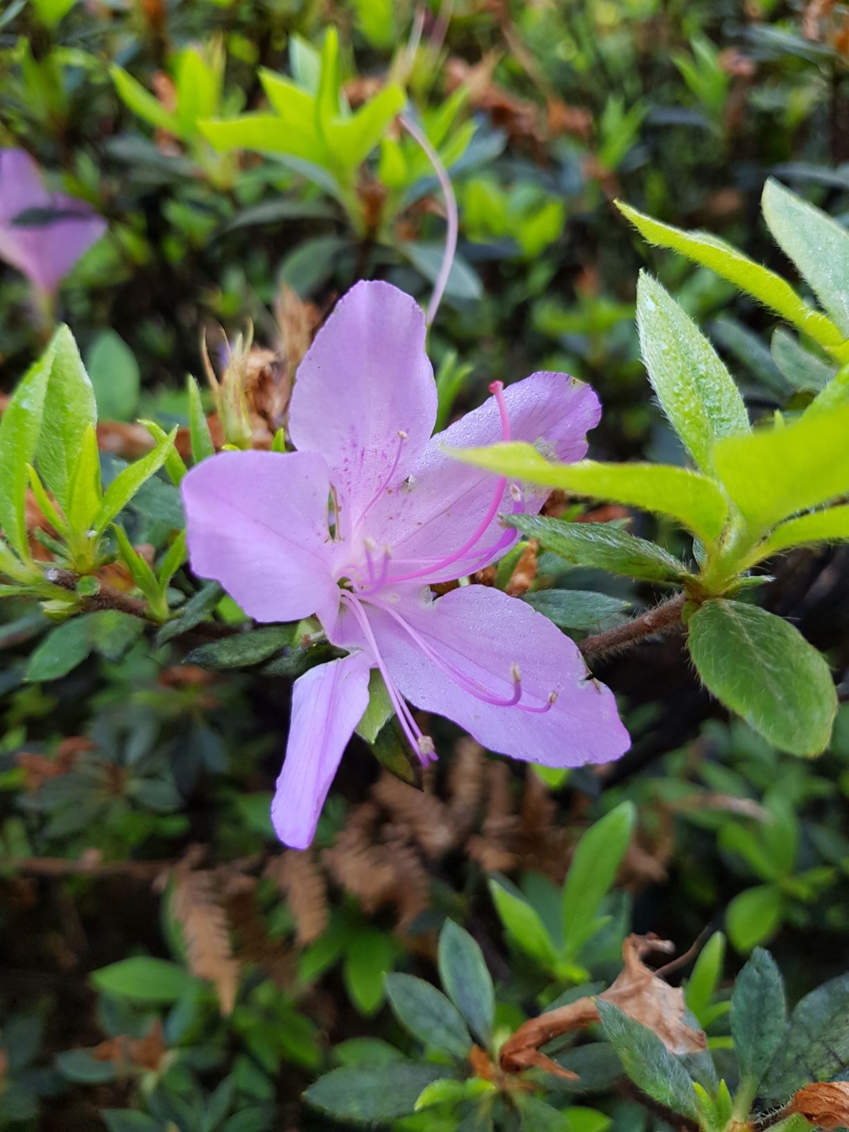 Rhododendron 'William Wylam' (Azalea)