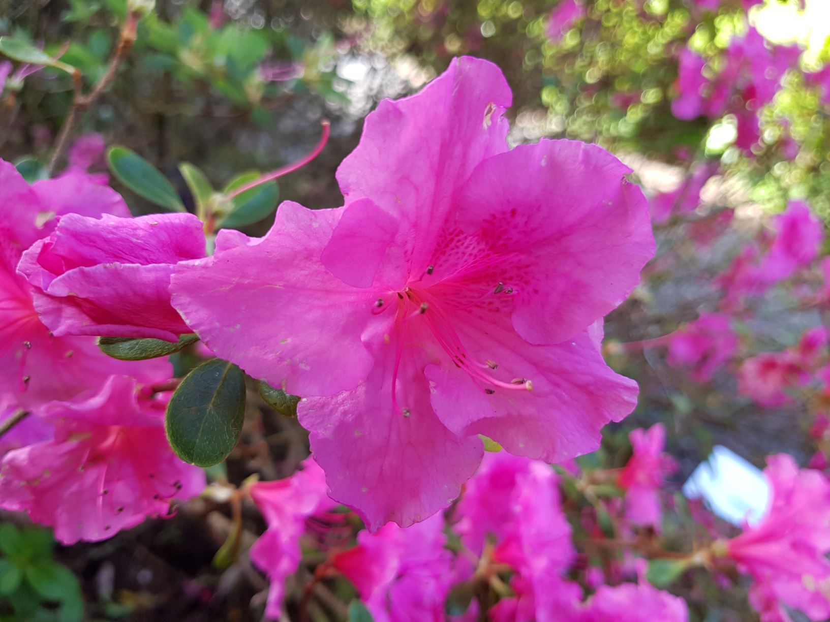 Rhododendron 'Countess of Flanders' (Azalea)