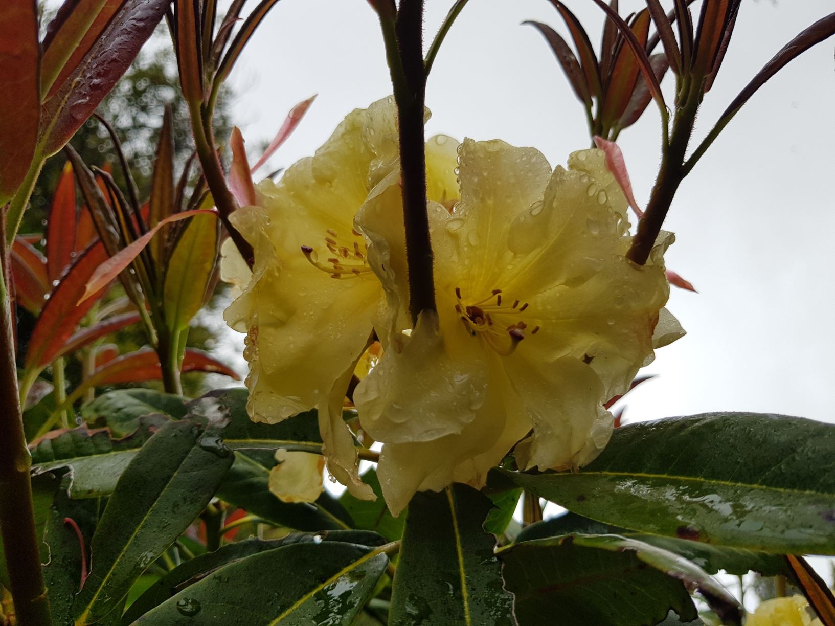 Rhododendron 'Mother Lode'